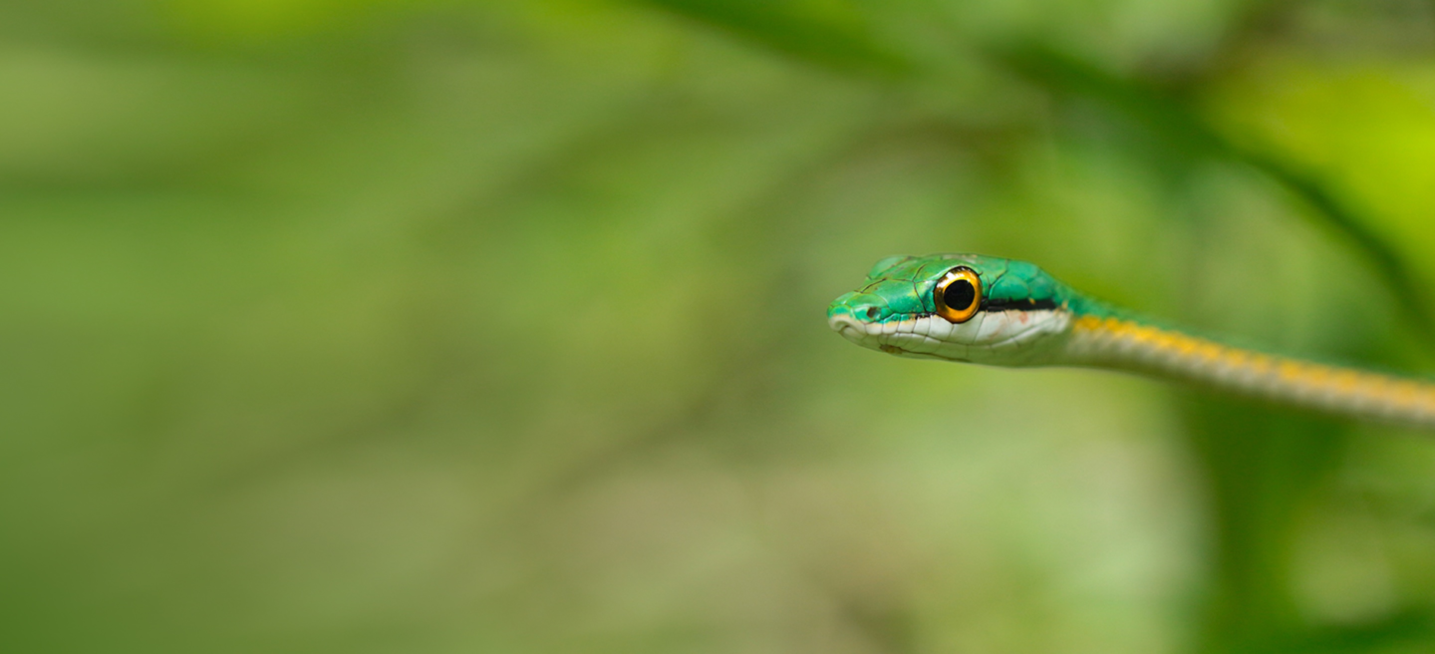 Serpent liane perroquet, *Leptophis ahaetulla*, Guyane © Raphaël Gailhac - OFB