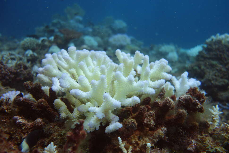  Le stress provoque le blanchissement des coraux (ici à Mayotte) © Marine Dedeken - OFB
