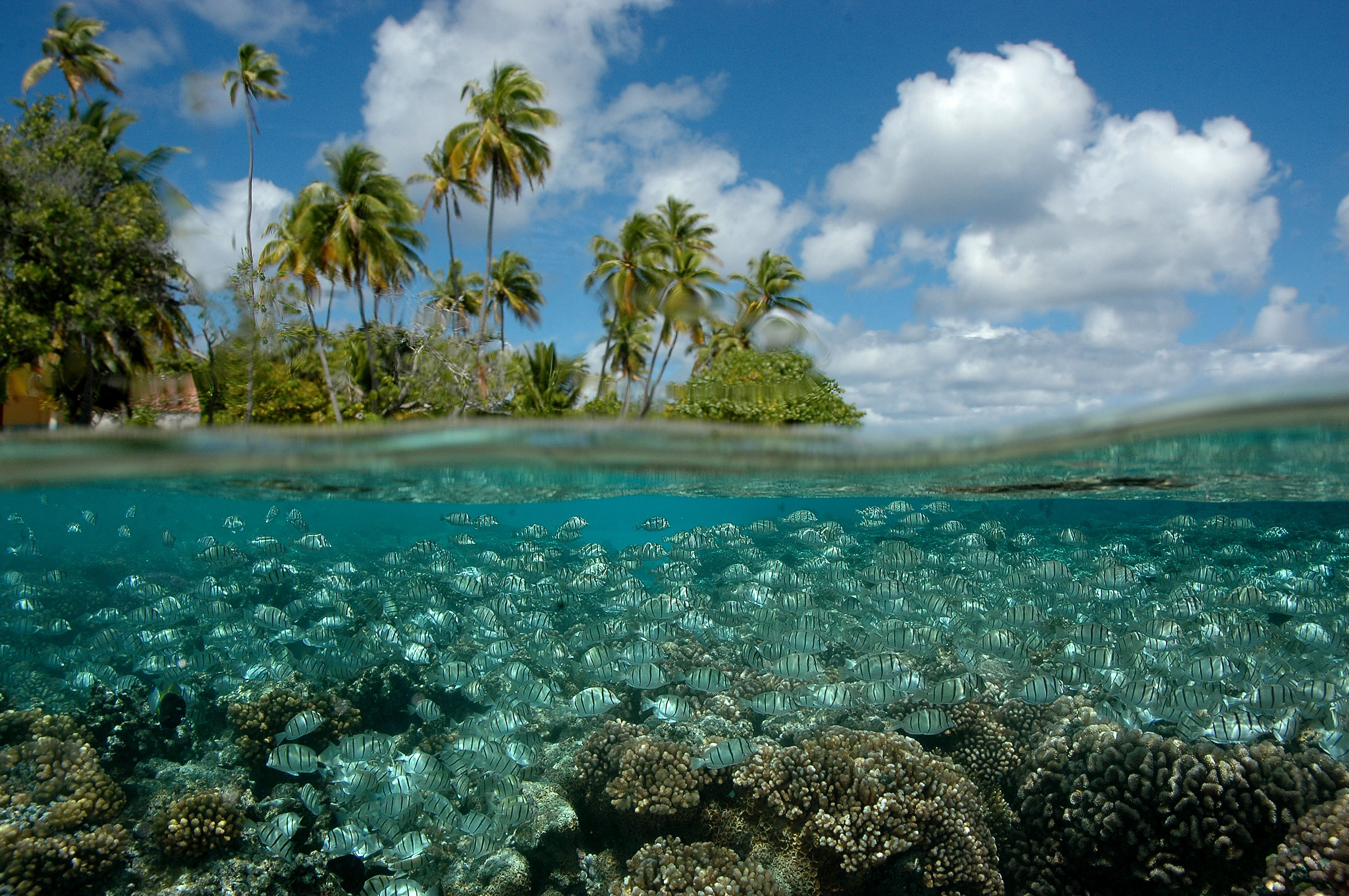 Fakarava, Polynésie française © Franck Mazeas - 97px