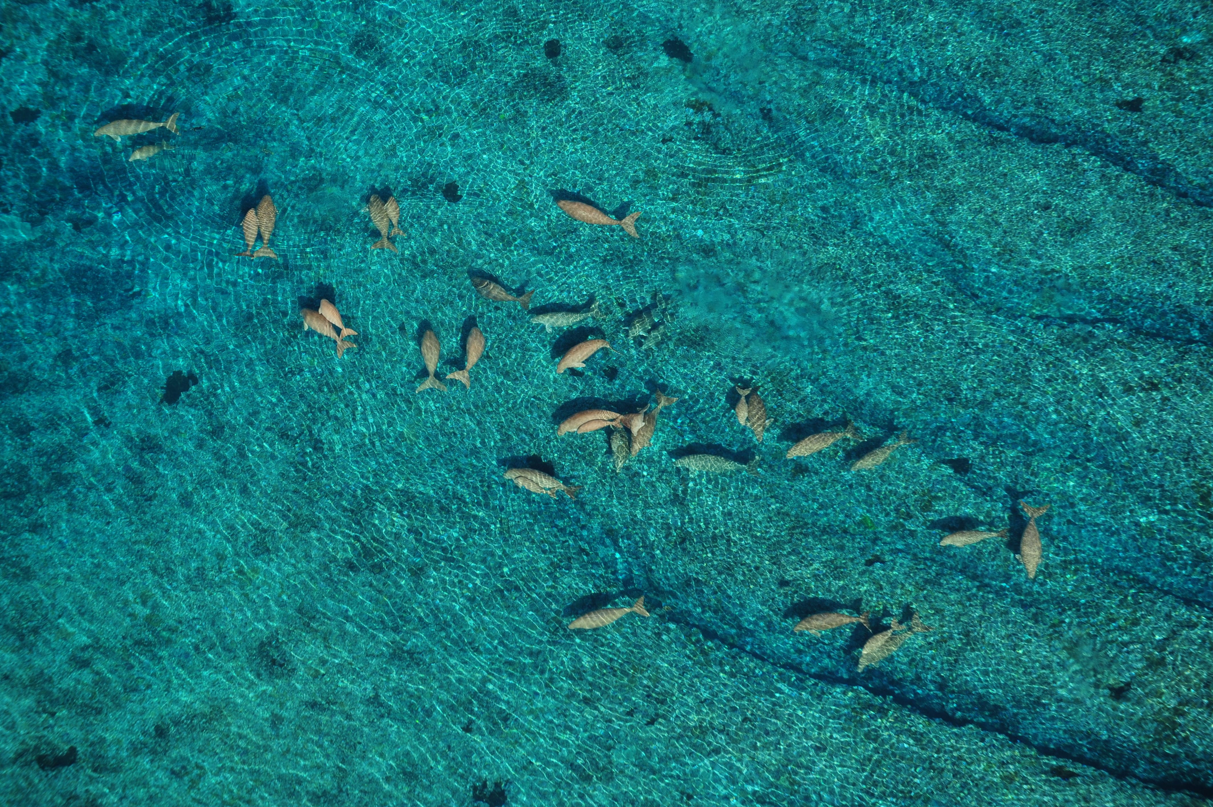 Rassemblement de Dugongs © Martial Dosdane 