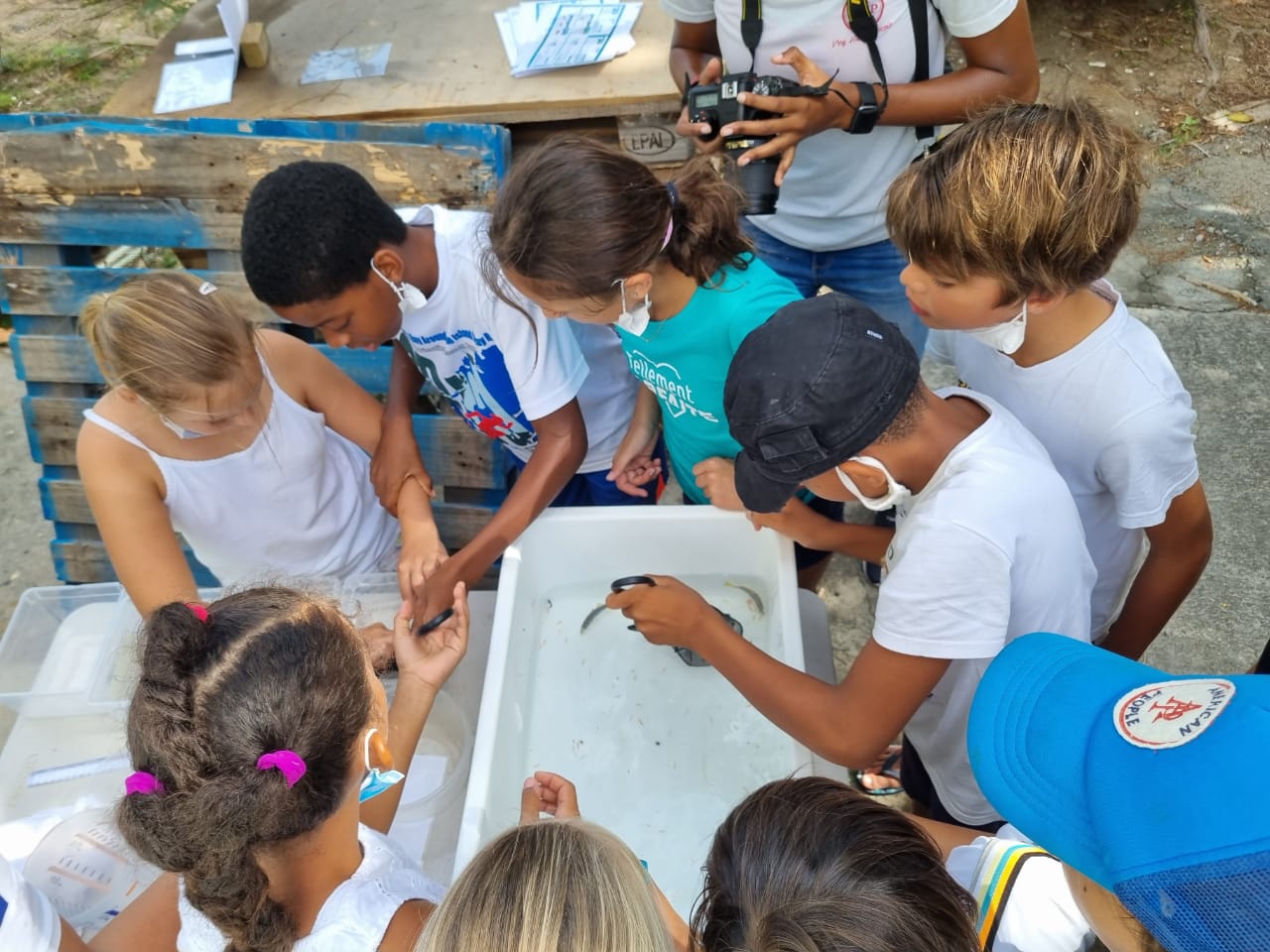 Les enfants s’initient au tri et à l’identification des larves de poissons © RNN Saint-Martin