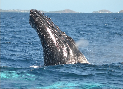 Baleine à bosse © Megaptera