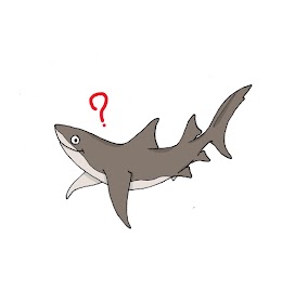 illustration requin © Kap Natirel