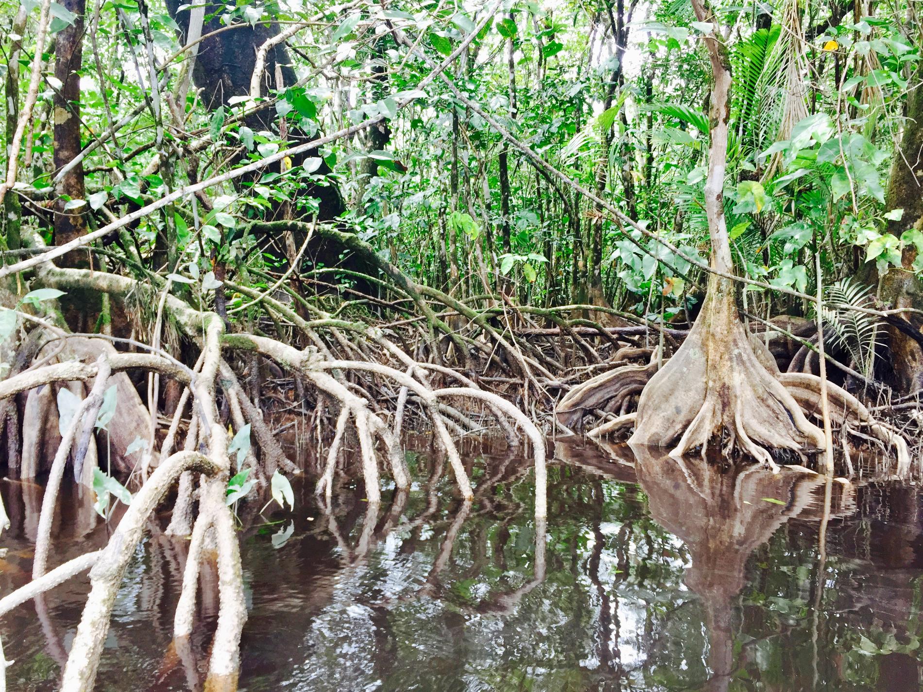 Mangrove © UICN