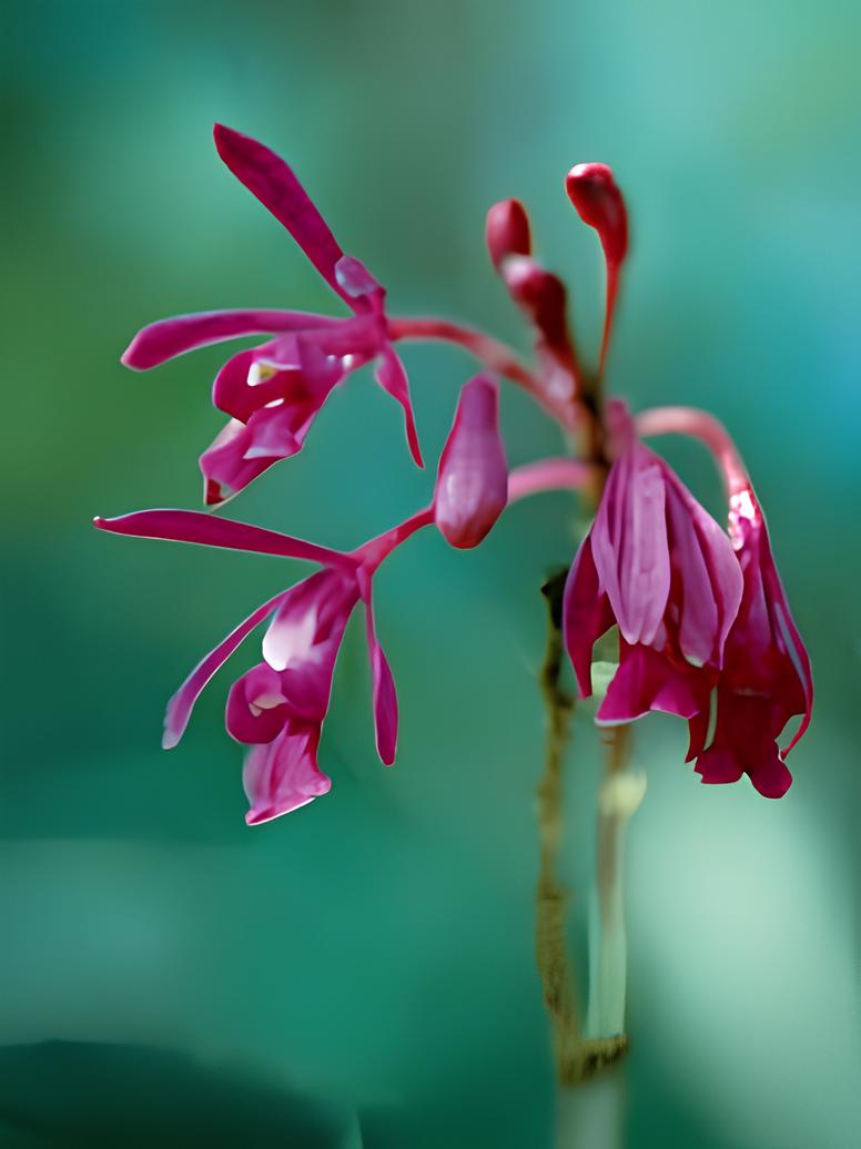 L’orchidée mauve (*Psychilis correllii*) © Philippe Feldmann