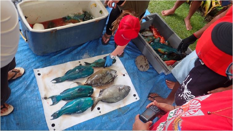 Mesure des tailles de poissons pêchés à l’ouverture du rahui de Tautira © Rahui Center