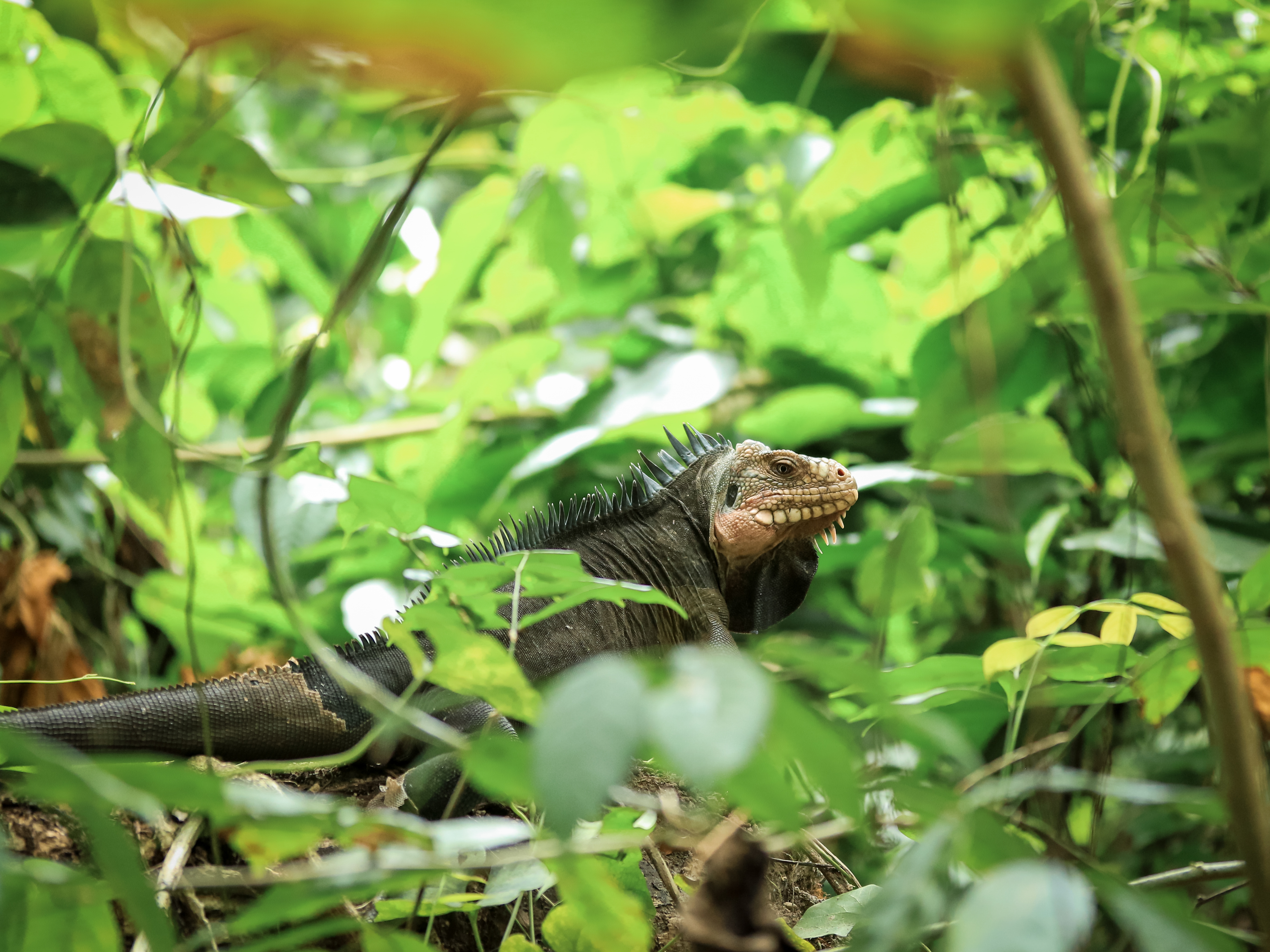 Iguane endémique des Petites Antilles © Fabien Lefebvre - Association ACWAA