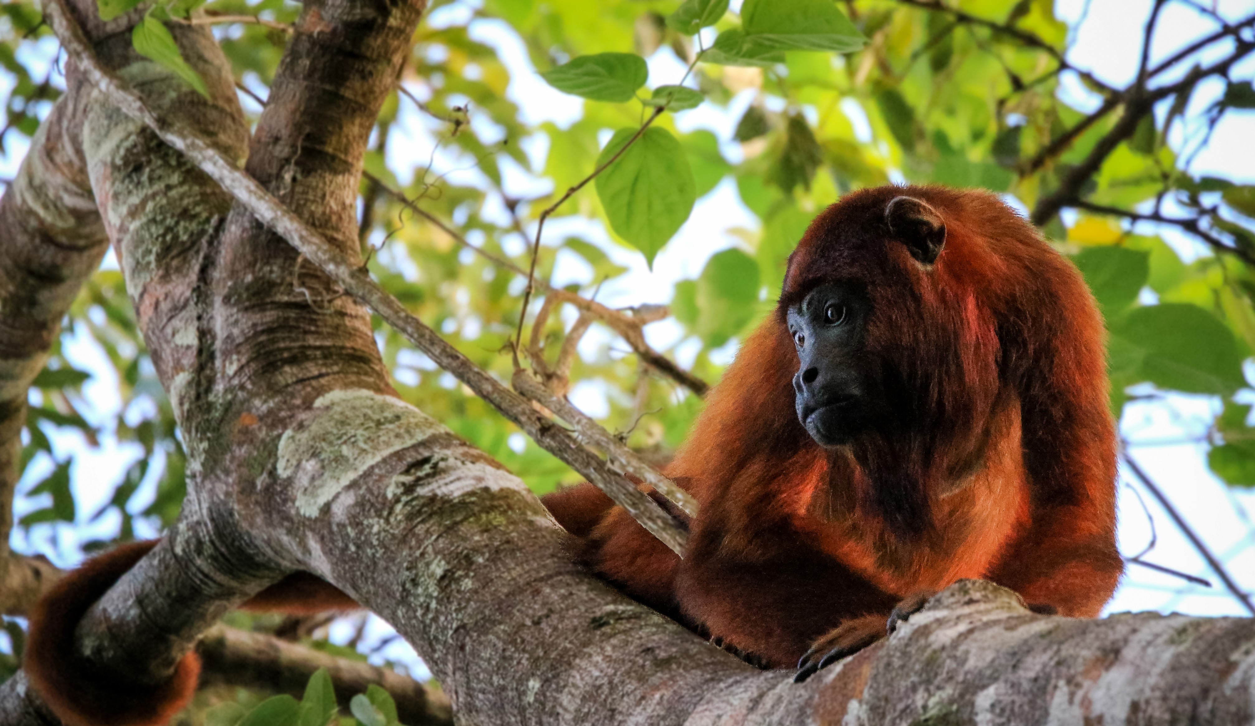 Singe hurleur roux, Guyane © Fabien Lefebvre - Association ACWAA