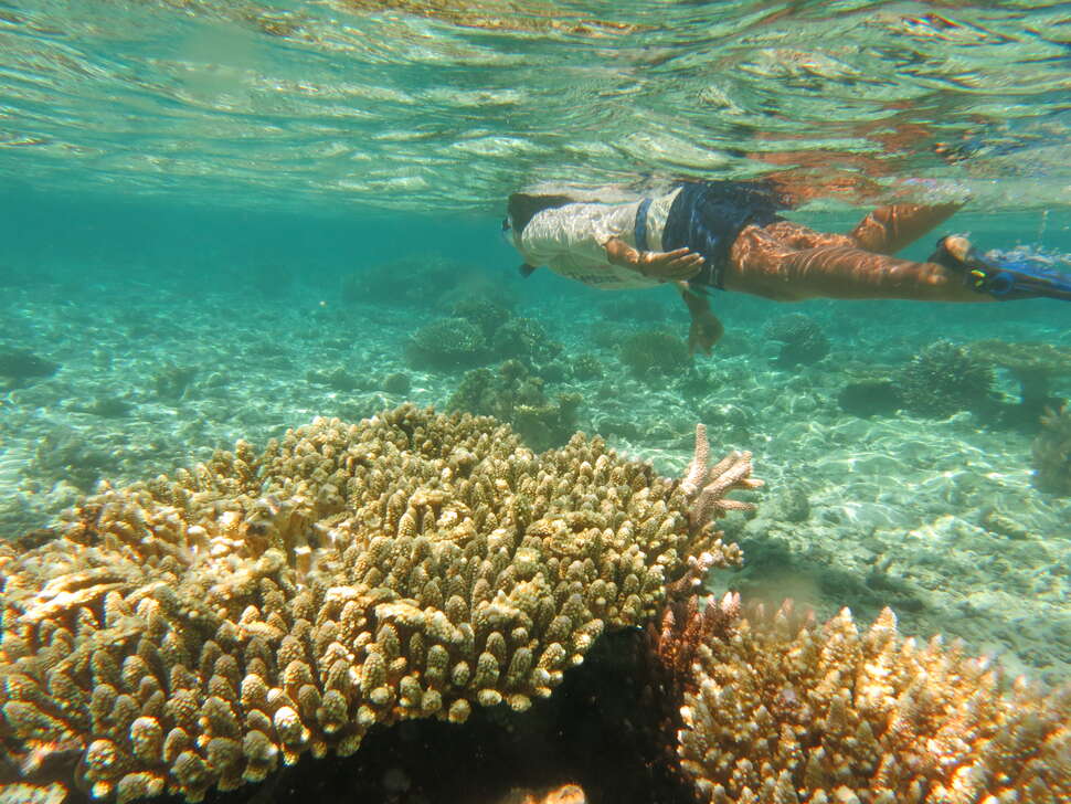 Eco-plongeur dans les récifs de Nouvelle-Calédonie © Jean-Pascal Quod / Reefcheck