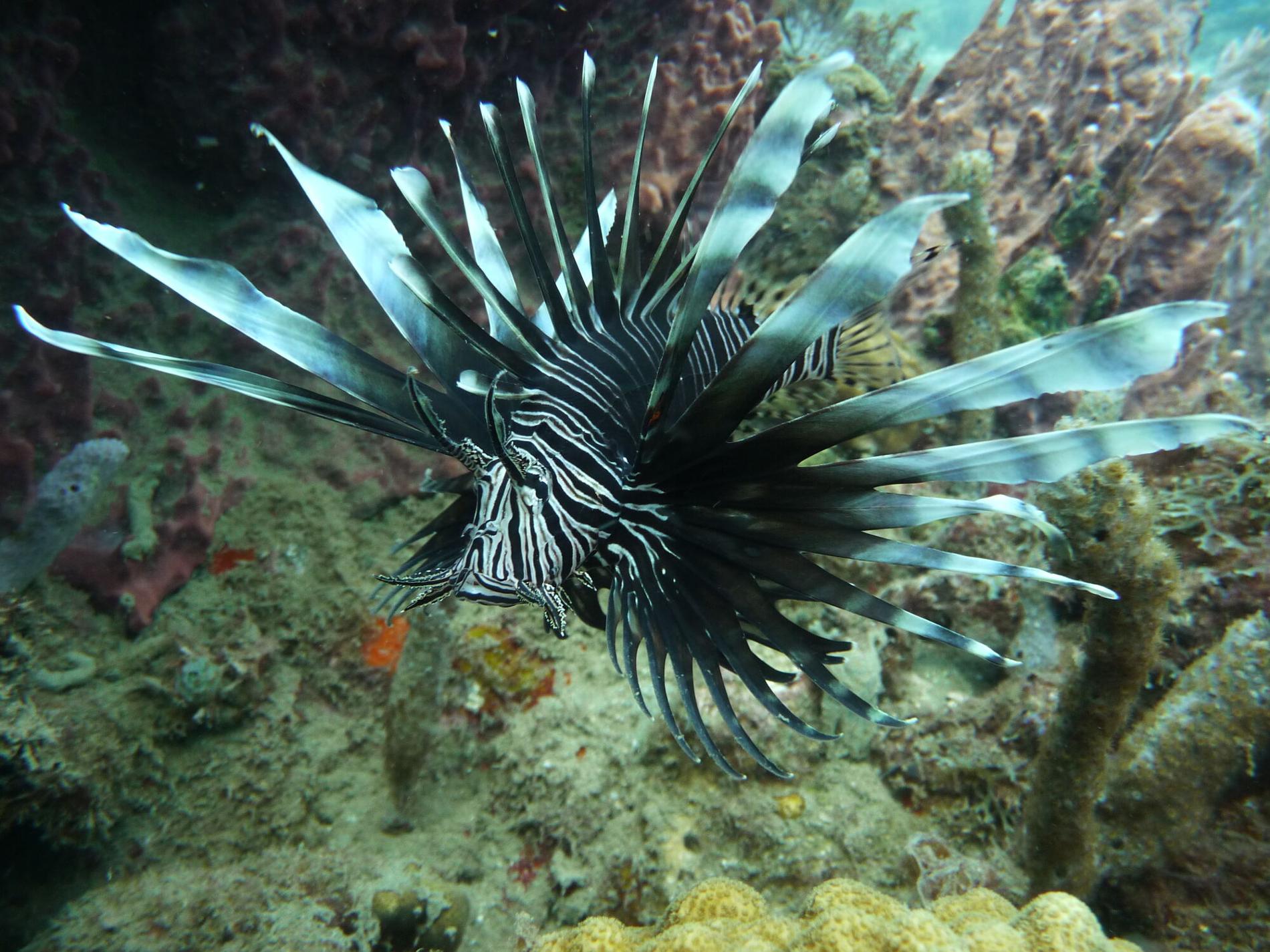 Poisson-lion (*Pterois volitans*) © Fabien Lefebvre - Association ACWAA