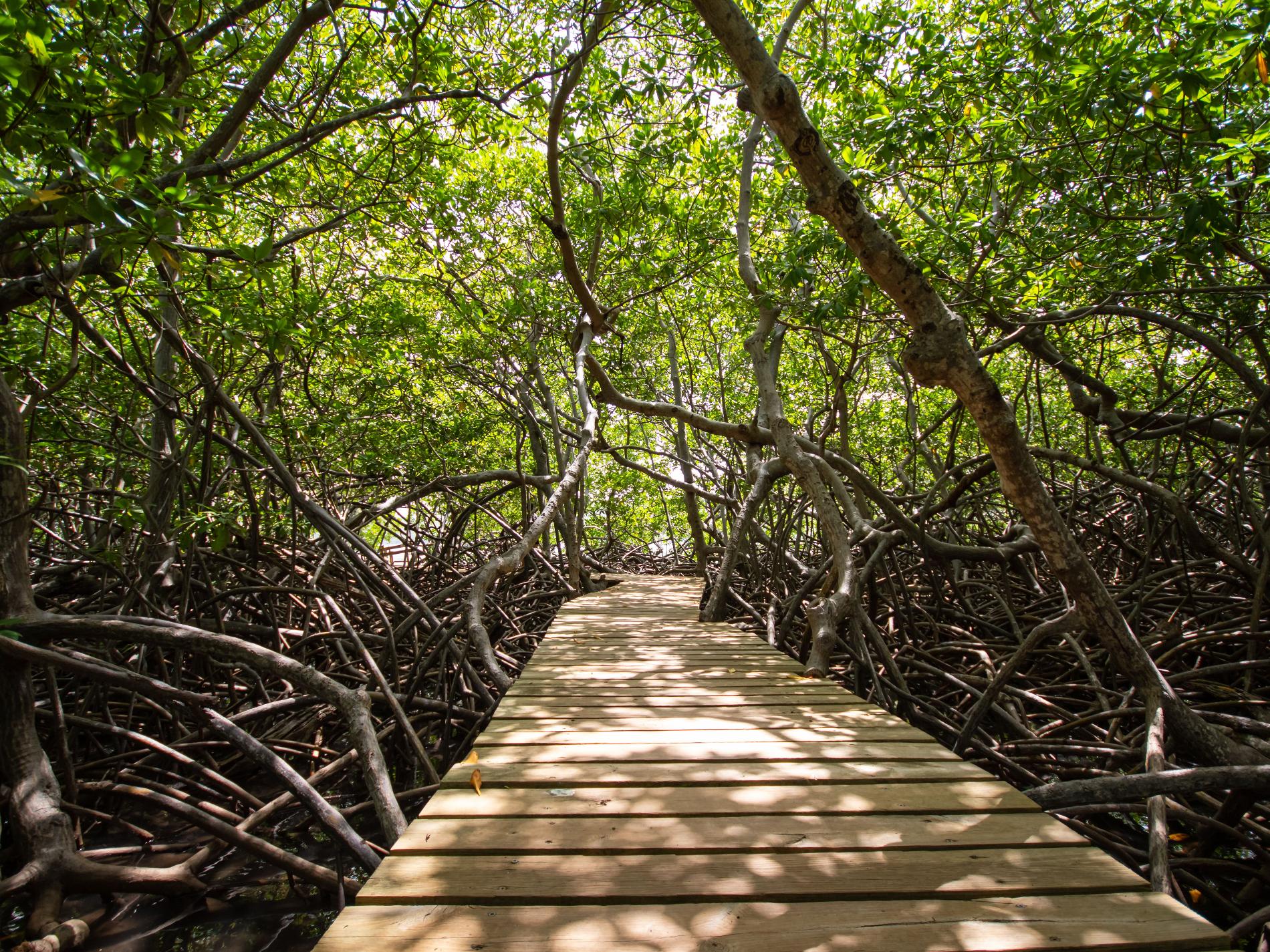 Sentier aménagé dans la mangrove, Martinique © Fabien Lefebvre - Association ACWAA