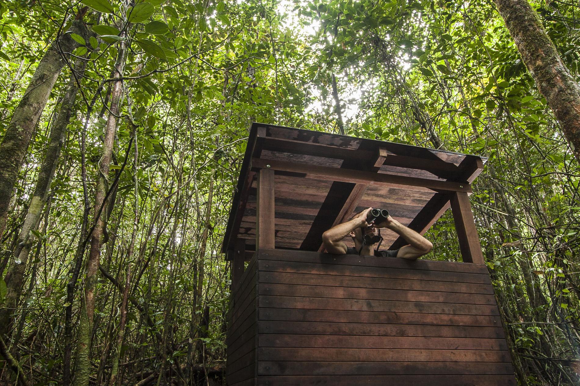  Observateur en forêt, Guyane © Pierre-Olivier Jay