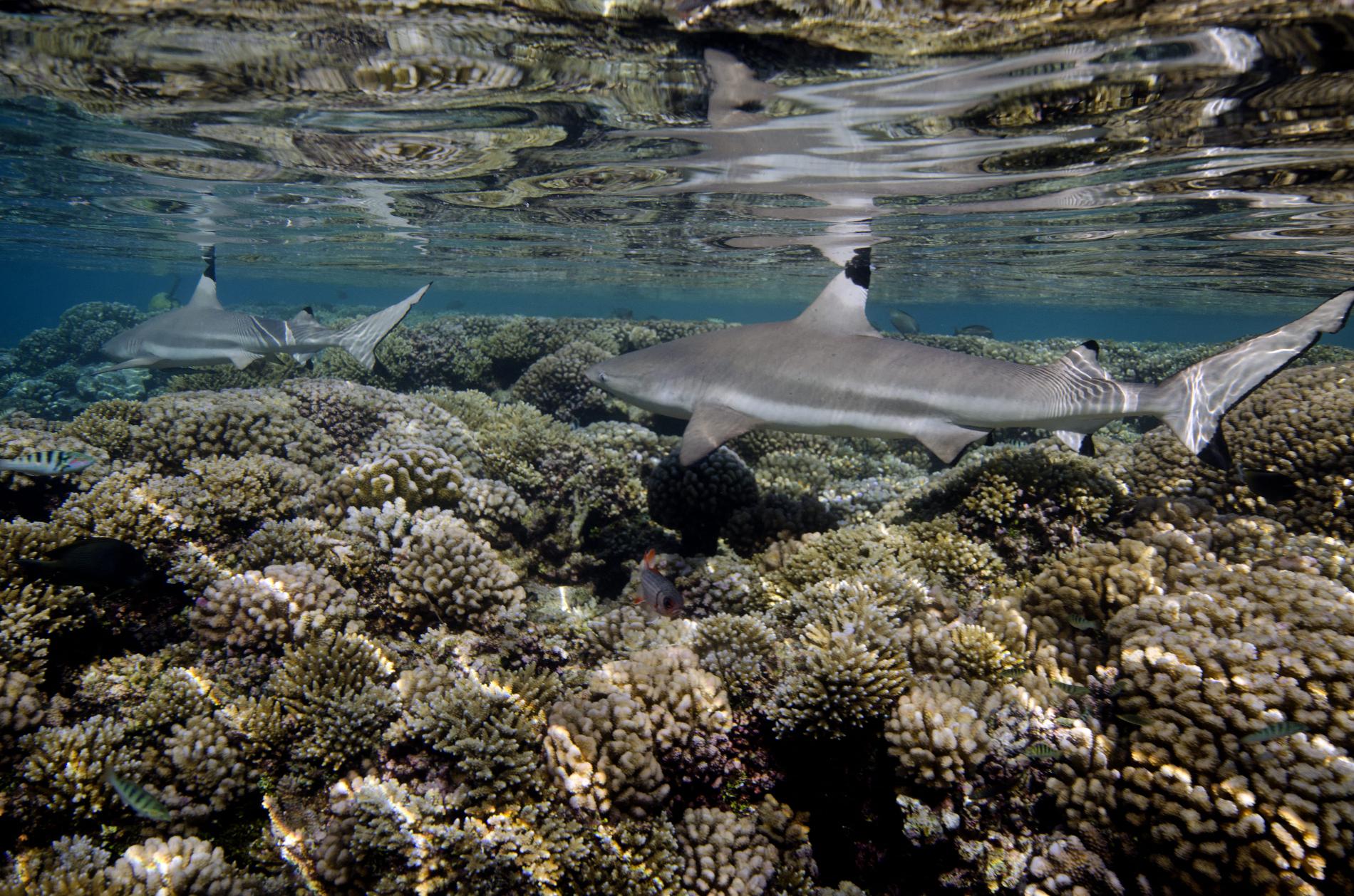 Requins pointe noire, Fakarava, Polynésie française © Franck Mazeas