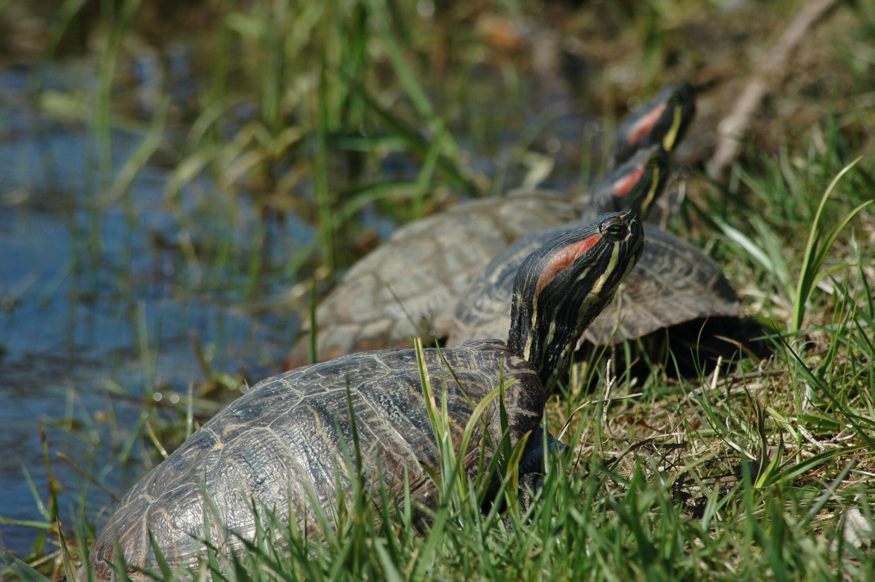 La Tortue de Floride, l'une des espèces les plus envahissantes du monde © Amy Baugess