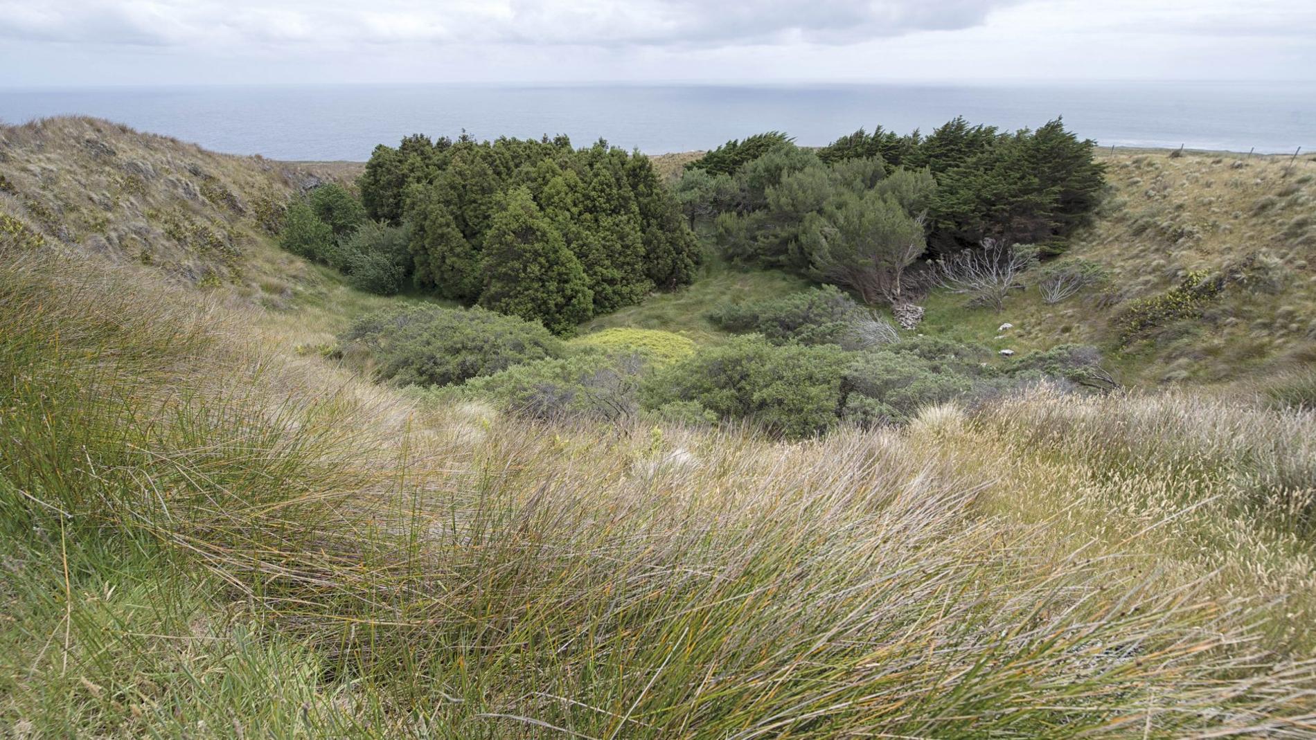 Bosquet de Phylicas© Réserve naturelle national des Terres australes françaises