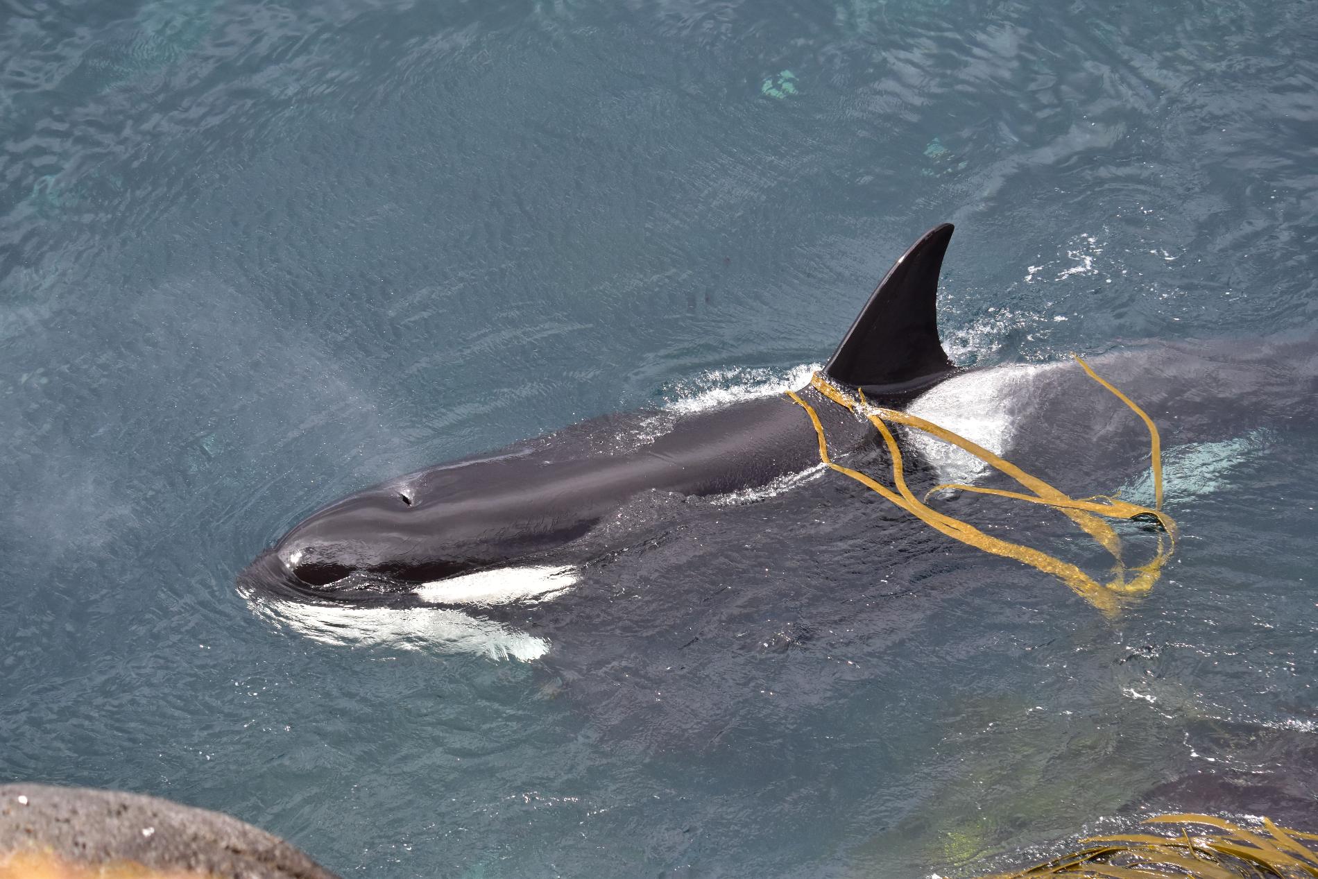 *Orcinus orca* © Julie Tucoulet