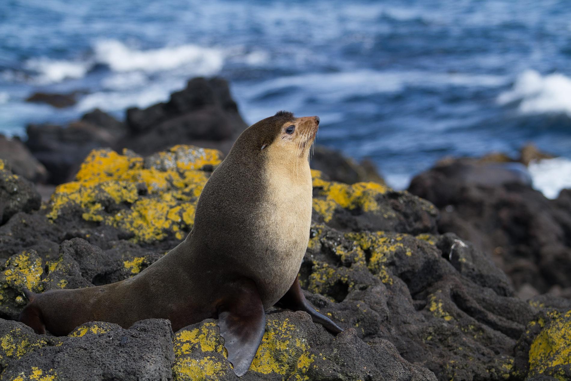 *Arctocephalus tropicalis* © Roald Harivel