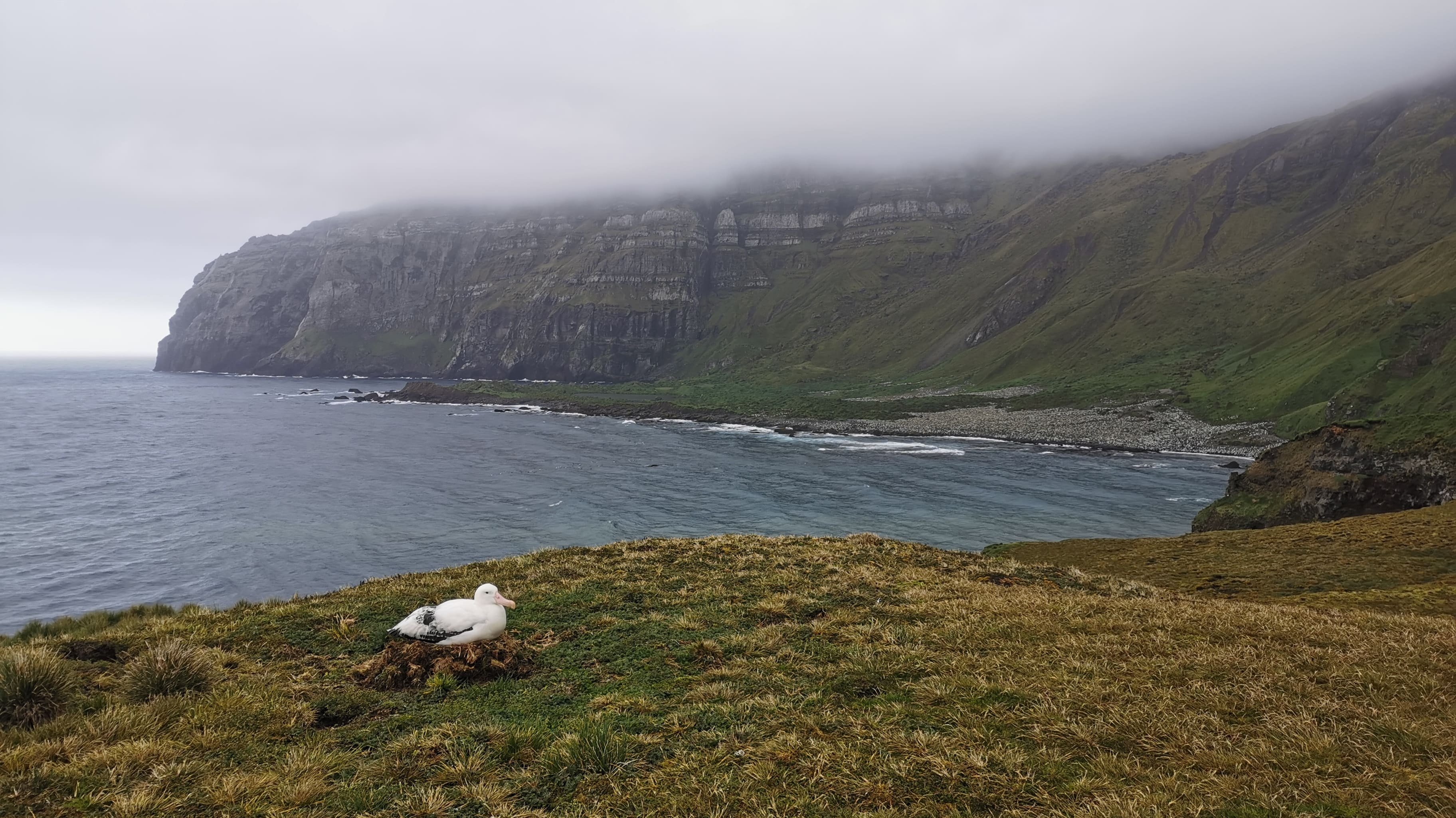Albatros nicheur et falaises de Crozet © Julie Tucoulet