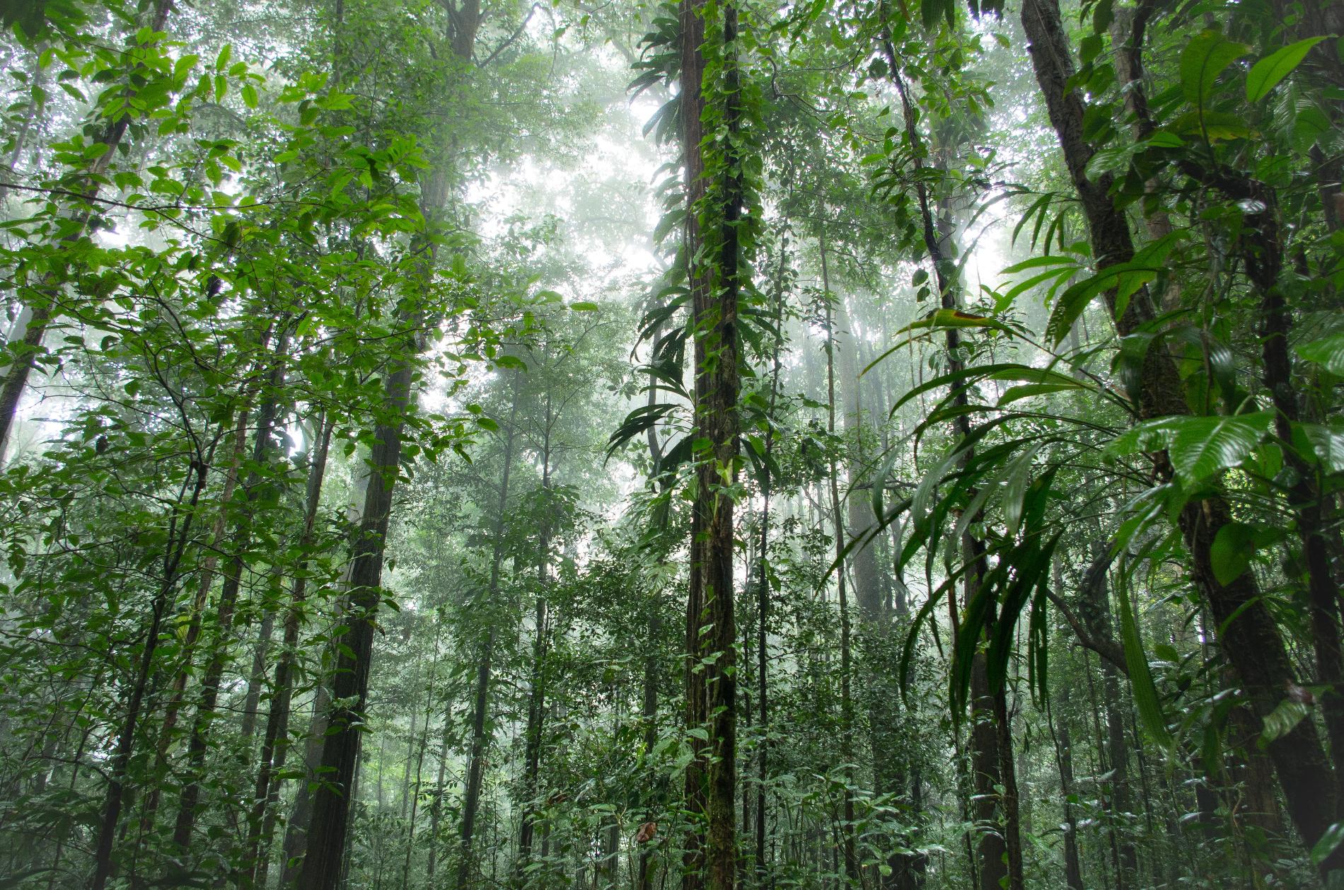 Forêt tropicale humide, Montagne Trésor, Guyane  © Guillaume Feuillet