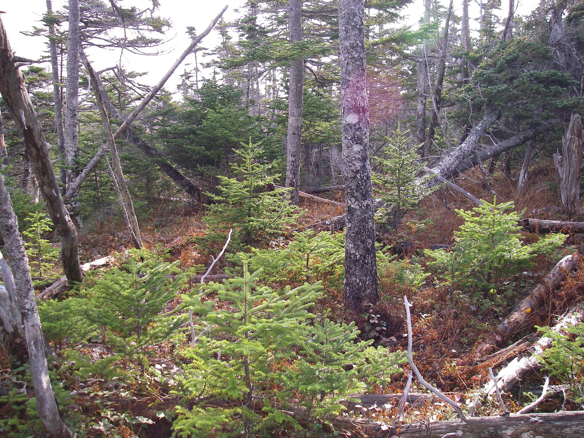 Forêt boréale, Saint-Pierre-et-Miquelon ©  Bruno Letournel - OFB