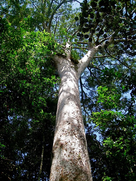 Kaori de forêt, Nouvelle-Calédonie © Mickaël T / CC