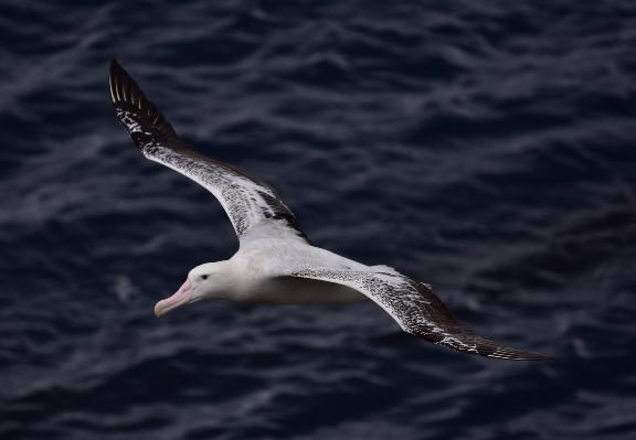 Albatros hurleur, archipel de Crozet, TAAF © Julie Tucoulet