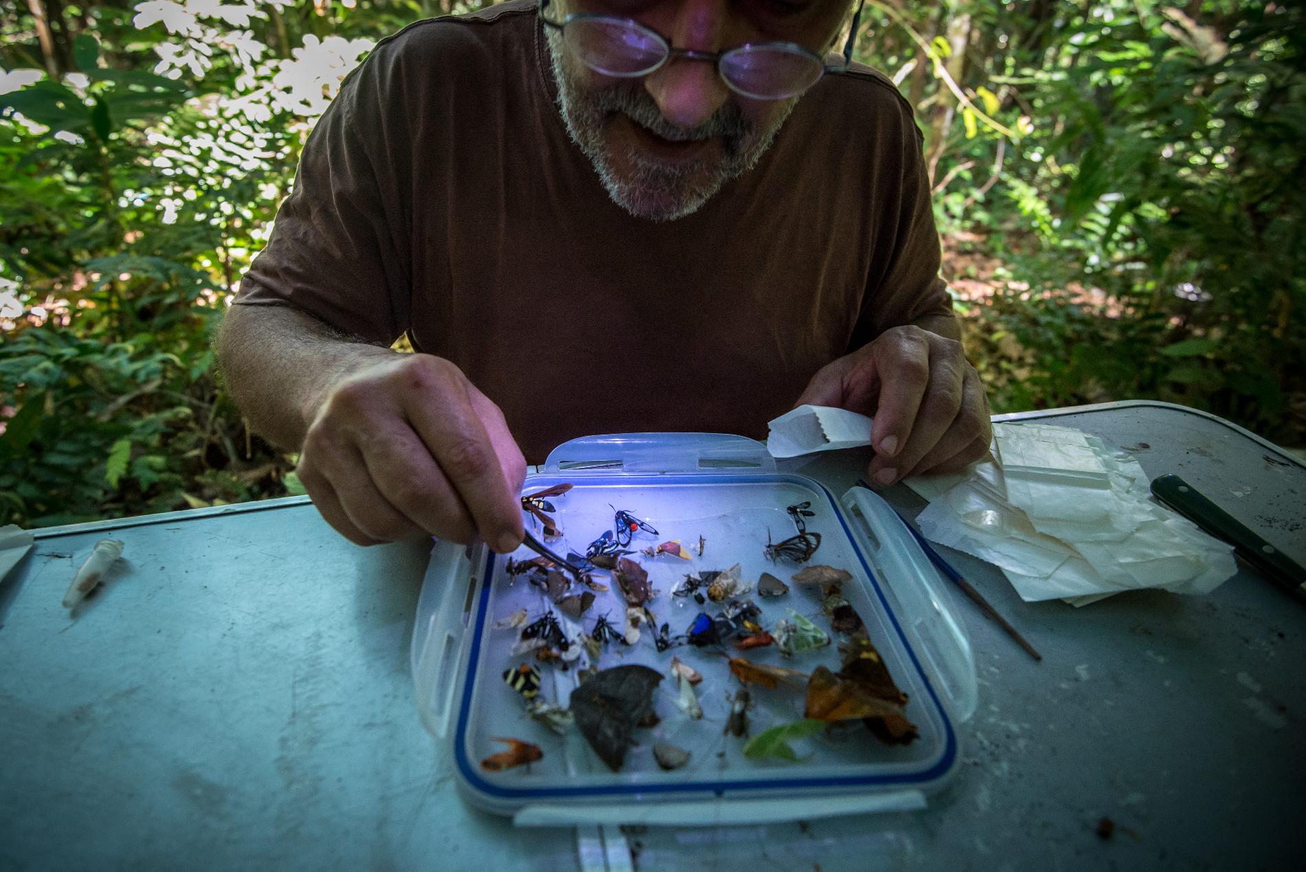 Tri d’échantillons récoltés sur le terrain en Guyane © Guillaume Feuillet 