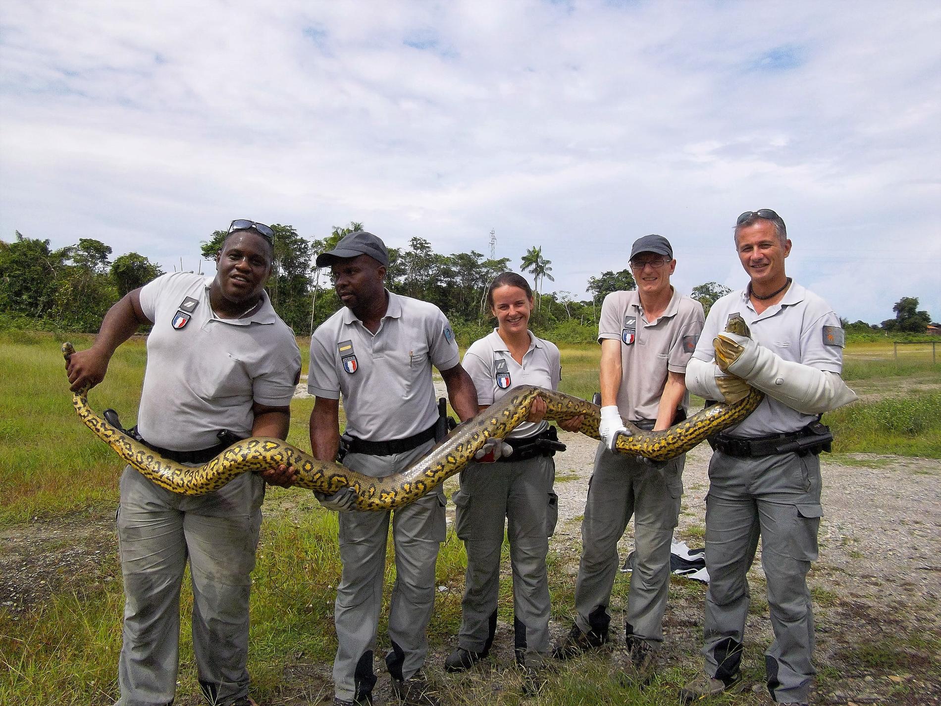 Saisie d'un anaconda par des agents de l’OFB, Guyane © Raphael Gailhac
