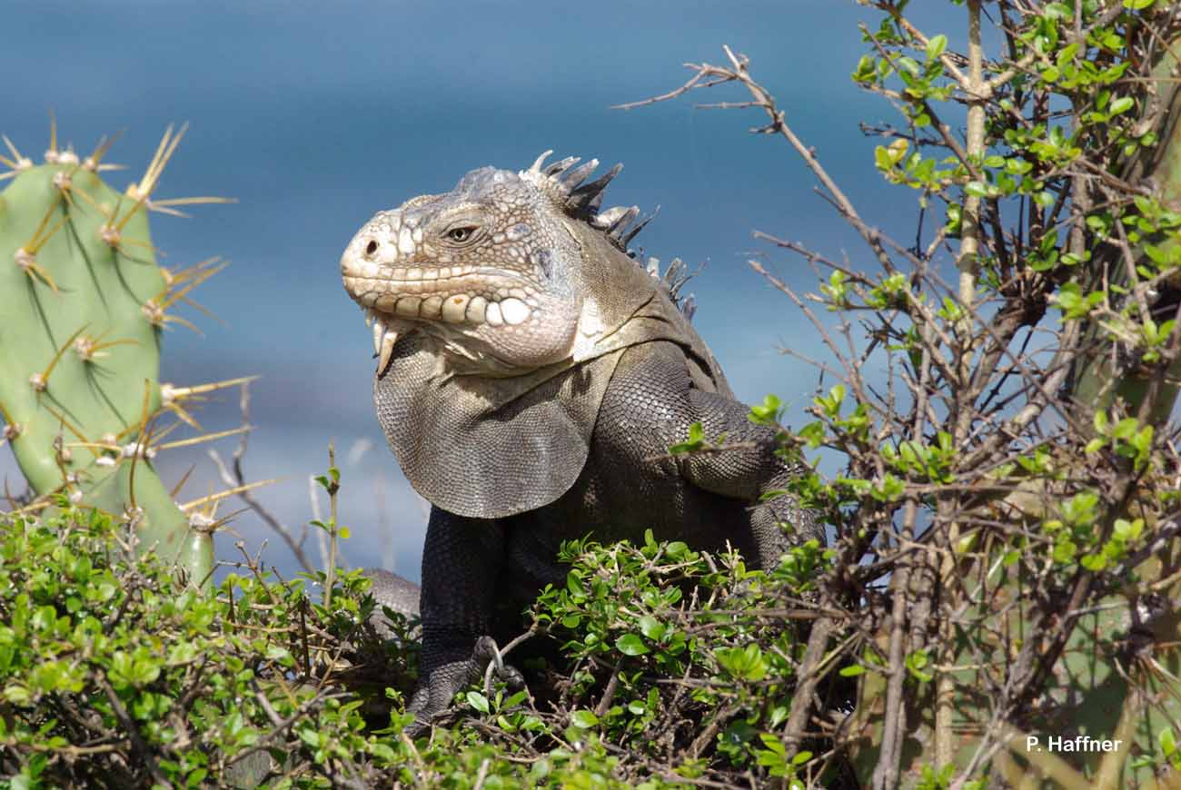 *Iguana delicatissima* © Patrick Haffner - INPN