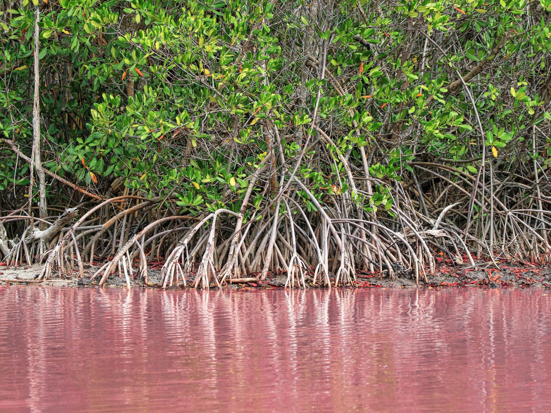Mangrove, Martinique © Fabien Lefebvre - Association ACWAA