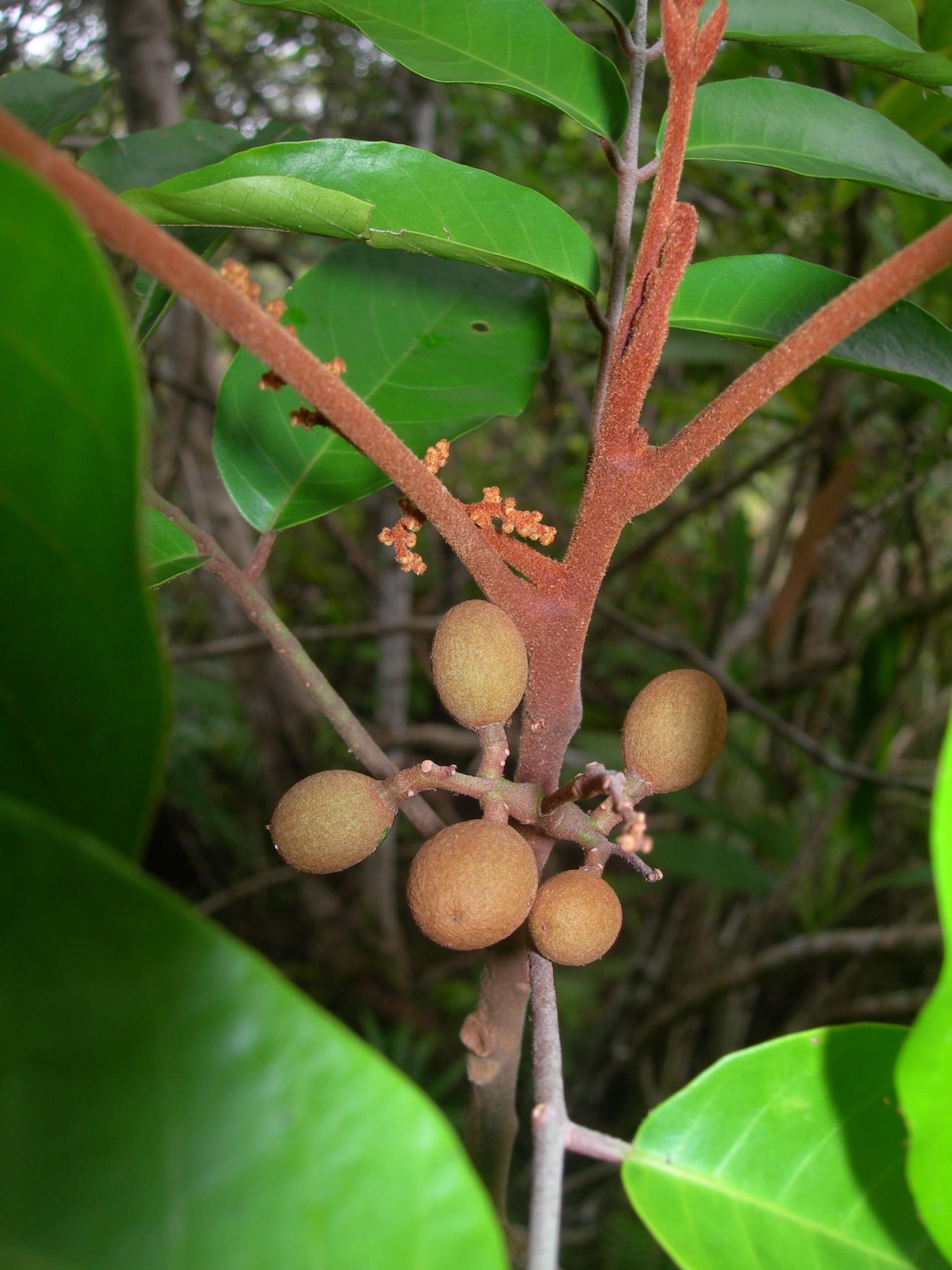 Fruits d'*Aglaia samoaensis* © J-Y. H. Meyer, Délégation à la Recherche de la Polynésie française
