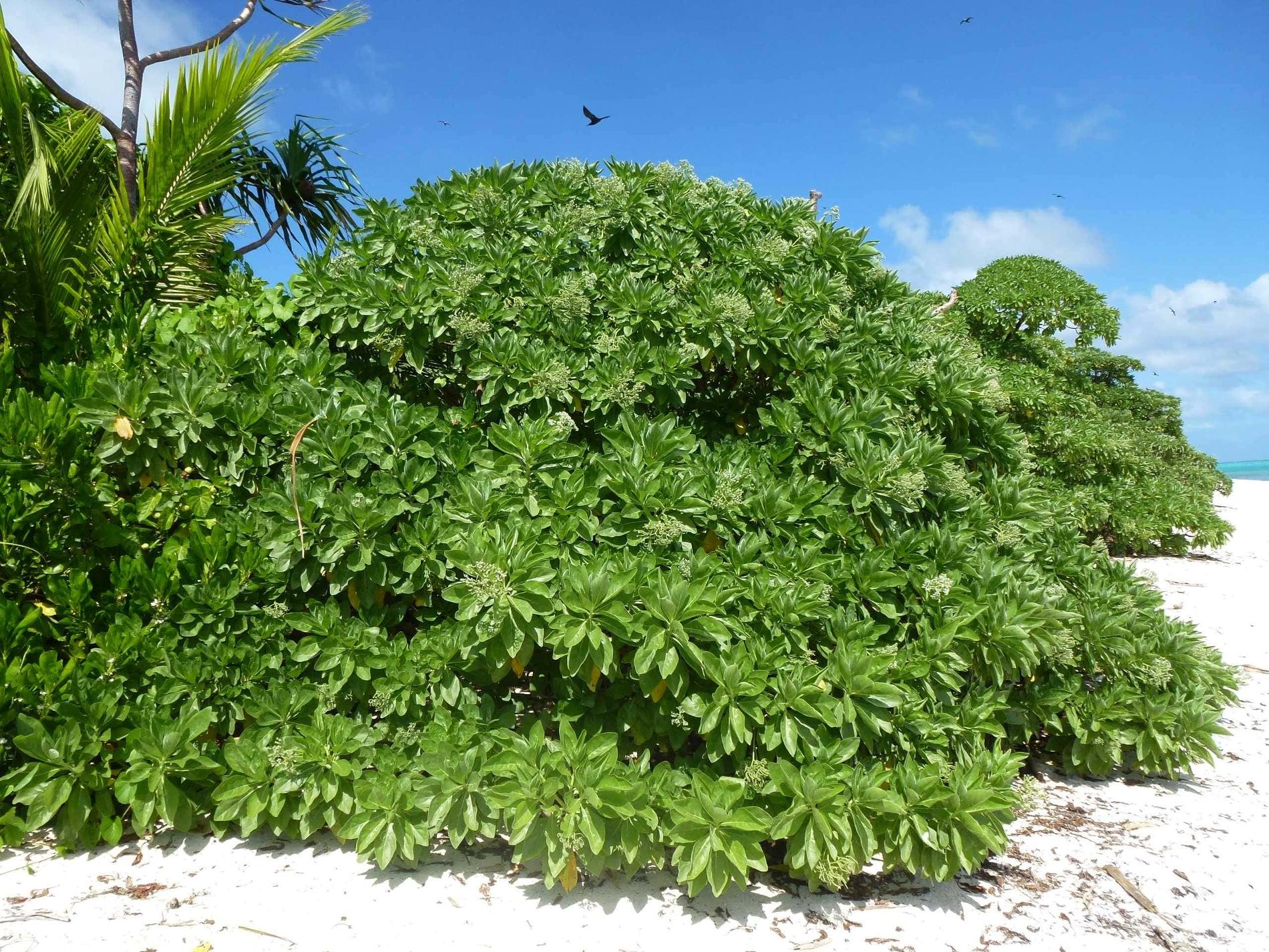 *Heliotropium foertherianum* © J-Y. H. Meyer, Délégation à la Recherche de la Polynésie française