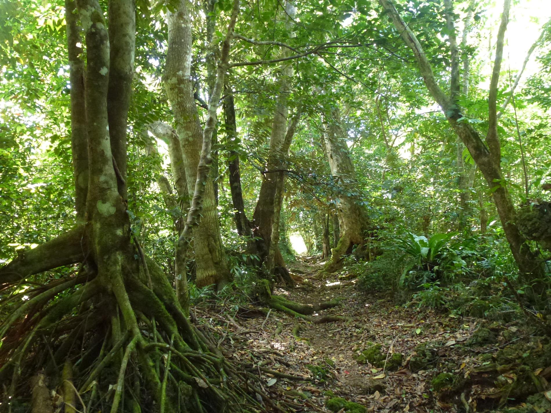 Forêt dense humide sur Alofi © J-Y. H. Meyer, Délégation à la Recherche de la Polynésie française