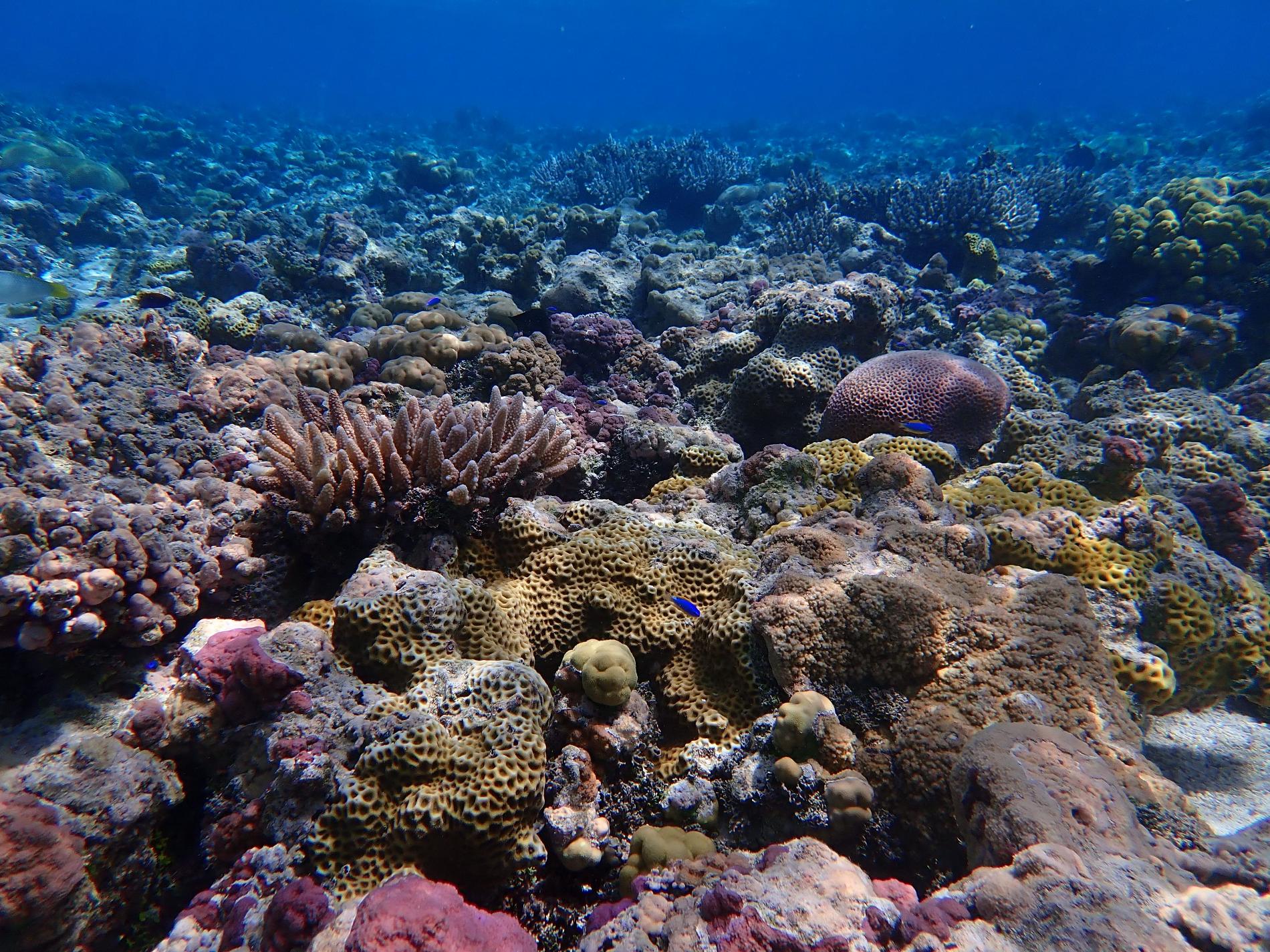 Récifs coralliens de Wallis © Sandrine JOB