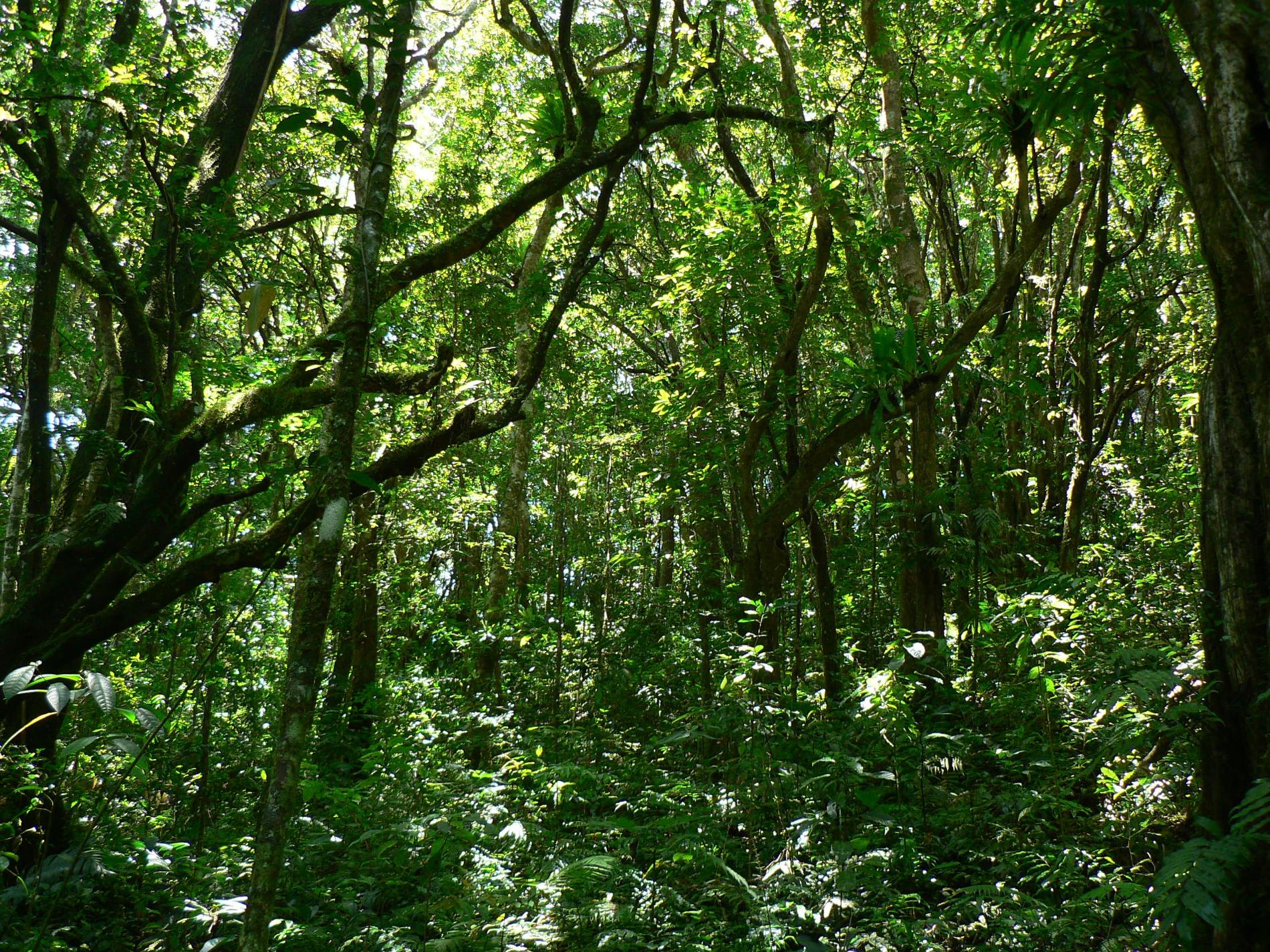 Forêt de Tchaourembo © Guillaume Viscardi - CBN Mascarin