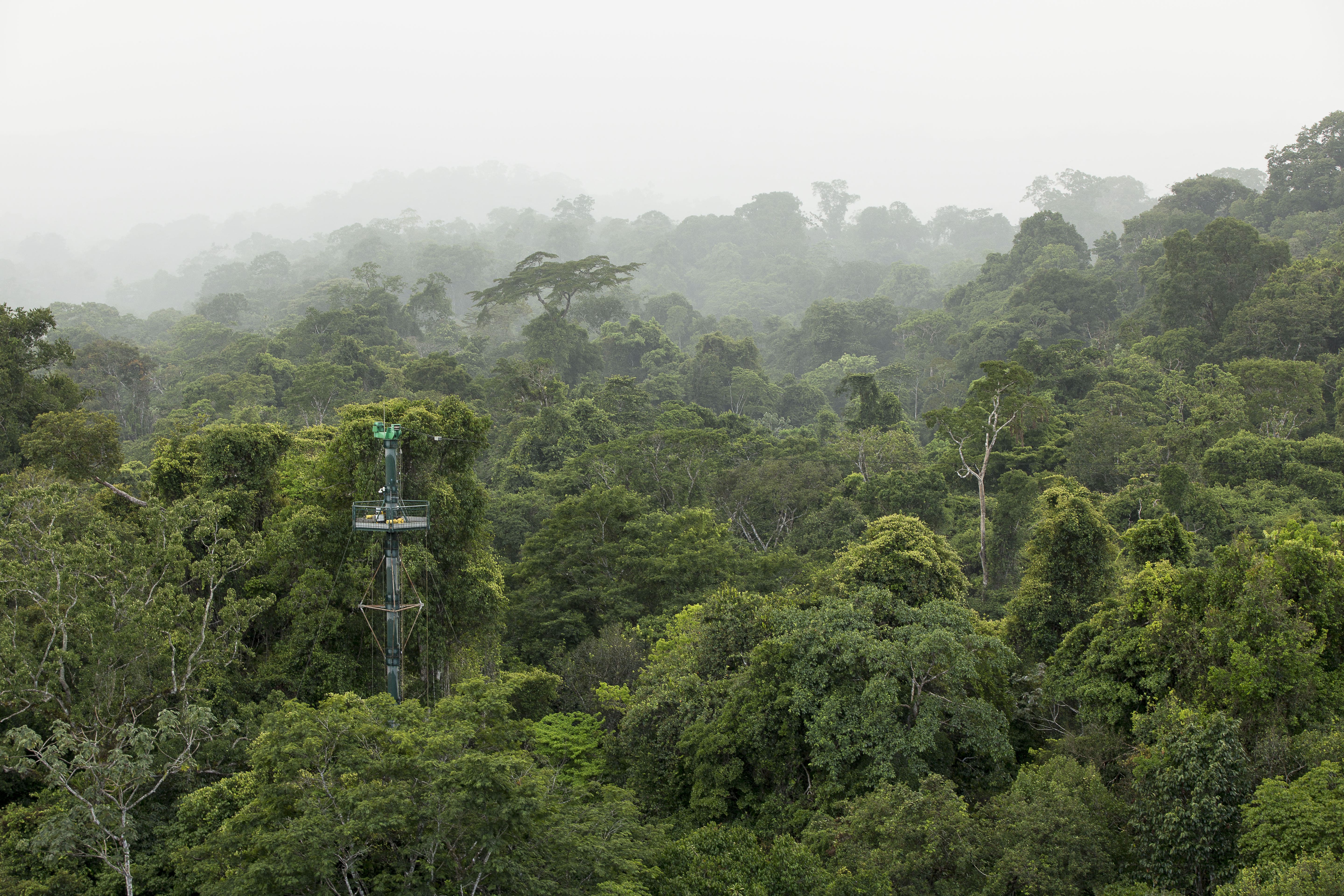 Dispositif d'étude de la canopée dans la réserve des Nouragues © Pierre-Olivier Jay - 97px