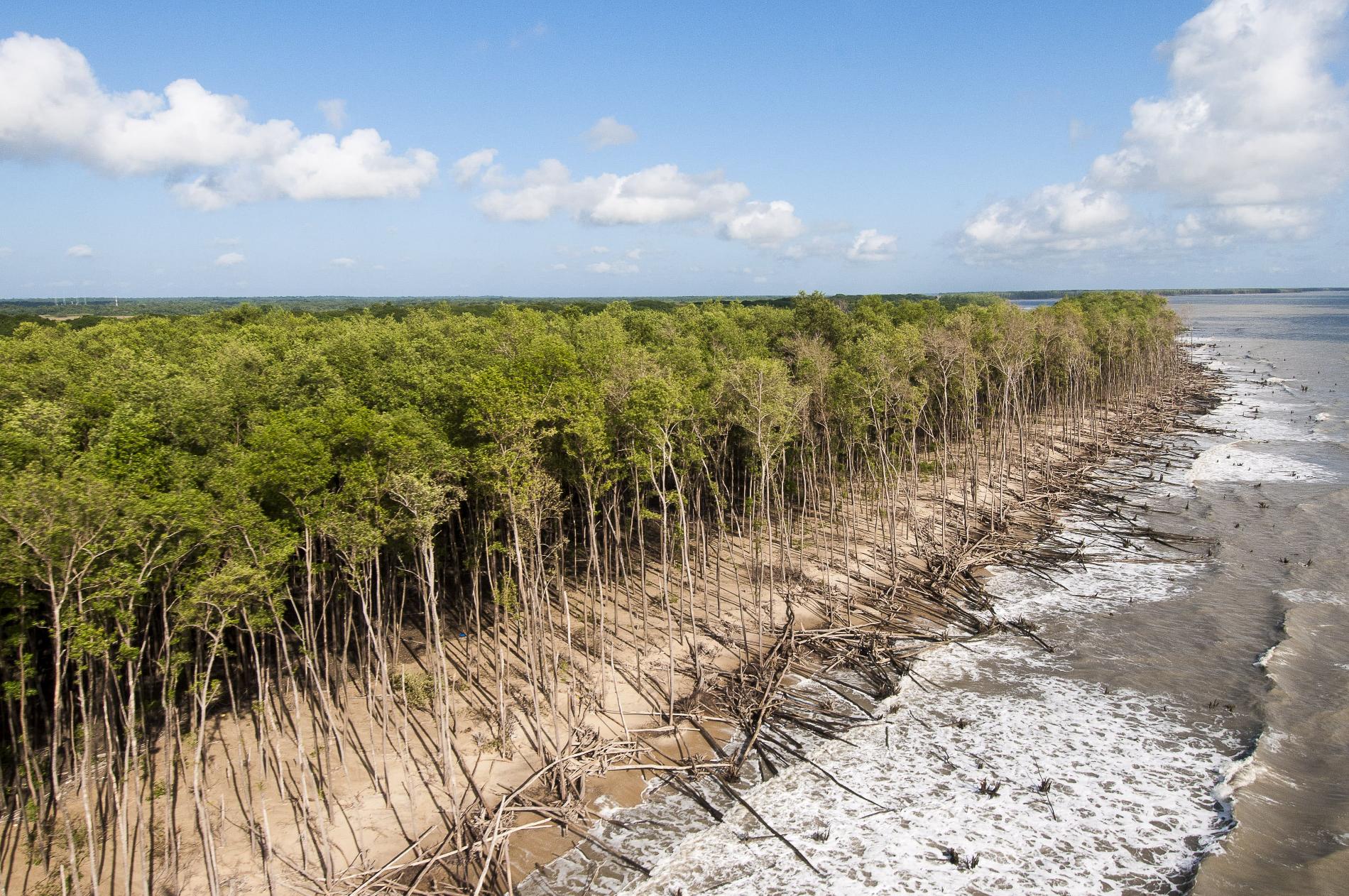 Mangrove sur le littoral de Guyane © Olivier Tostain - 97px