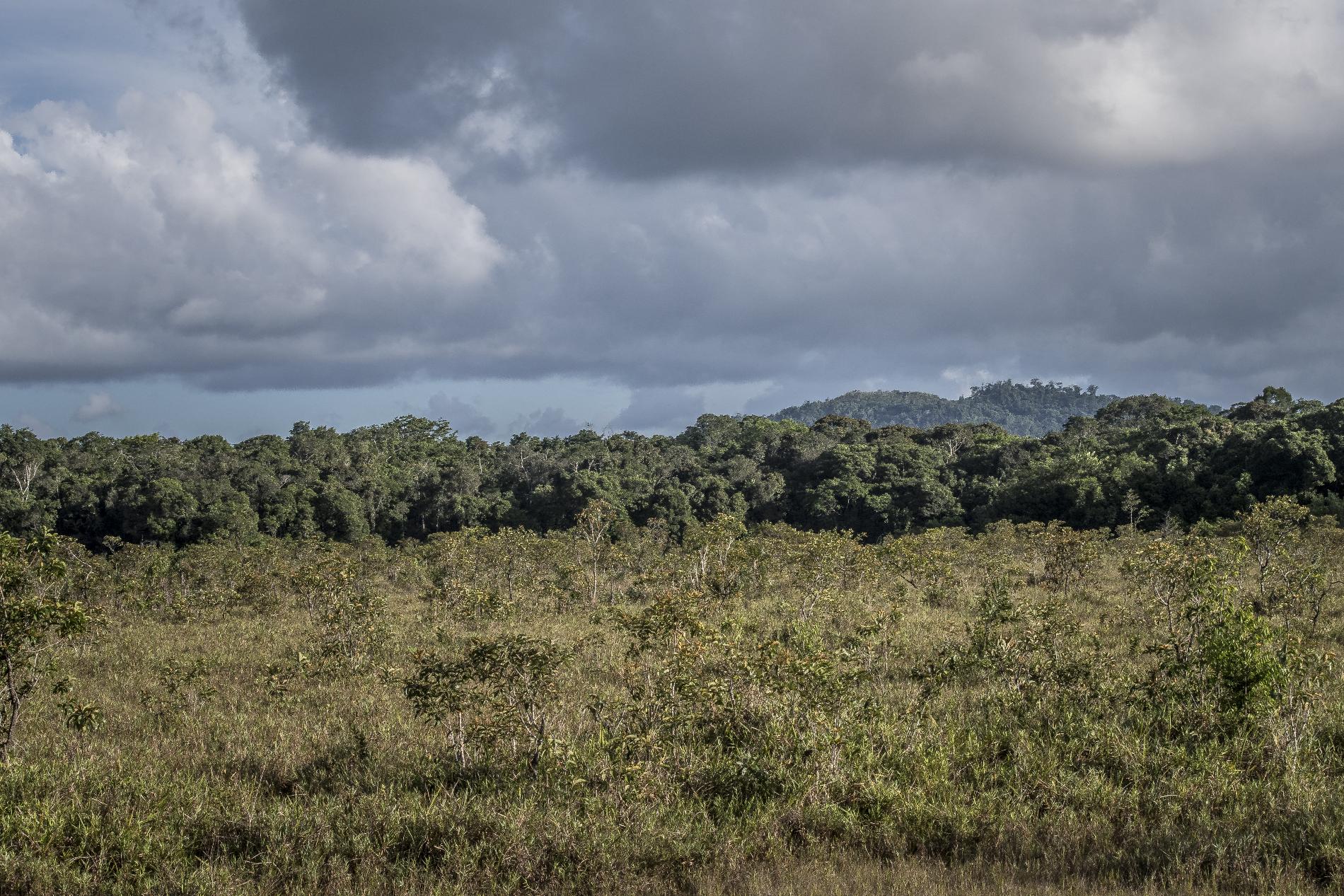 Savanes de Guyane © Bernard G. - 97px