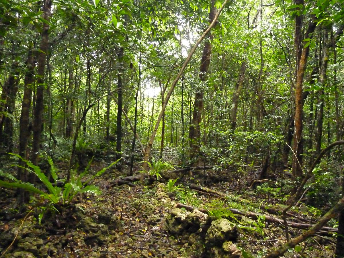 Forêt tropicale humide sur l’île de Lifou, Nouvelle-Calédonie © Benjamin Guichard / OFB