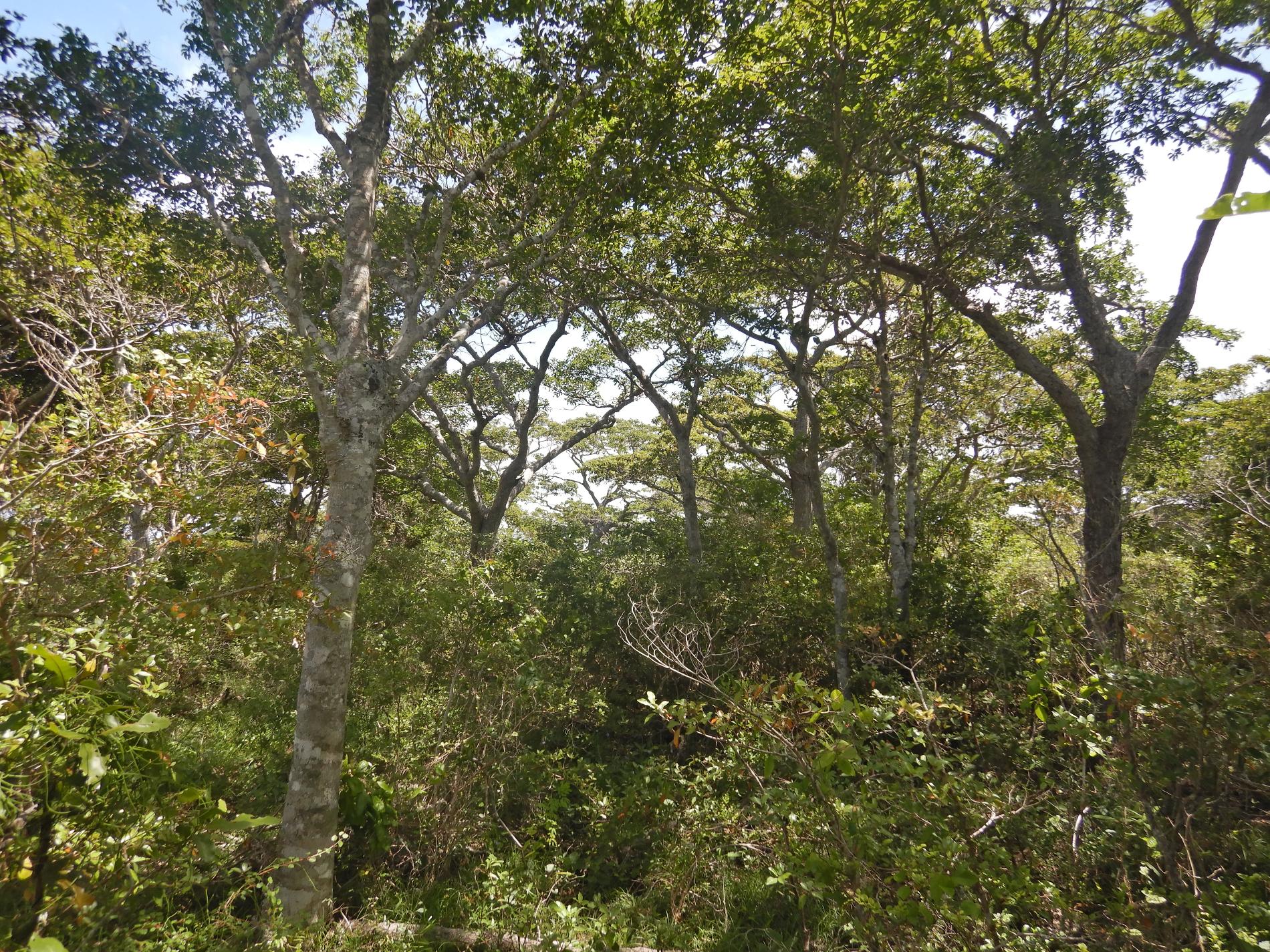 Forêt sèche © CEN Nouvelle-Calédonie