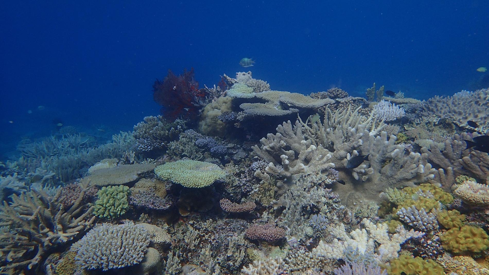 Récif corallien de Nouvelle-Calédonie © Gregory Lasne