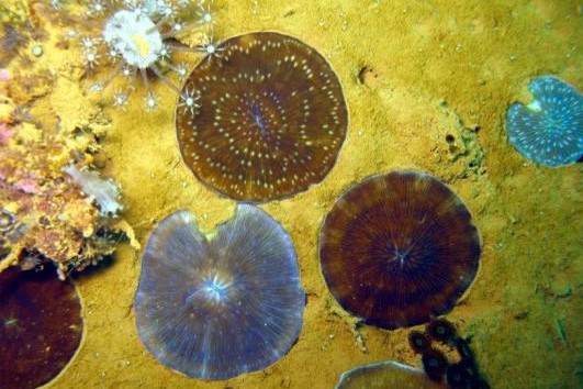 Espèces coralliennes spécifiques des fonds de baie envasés © F. Benzoni / IRD