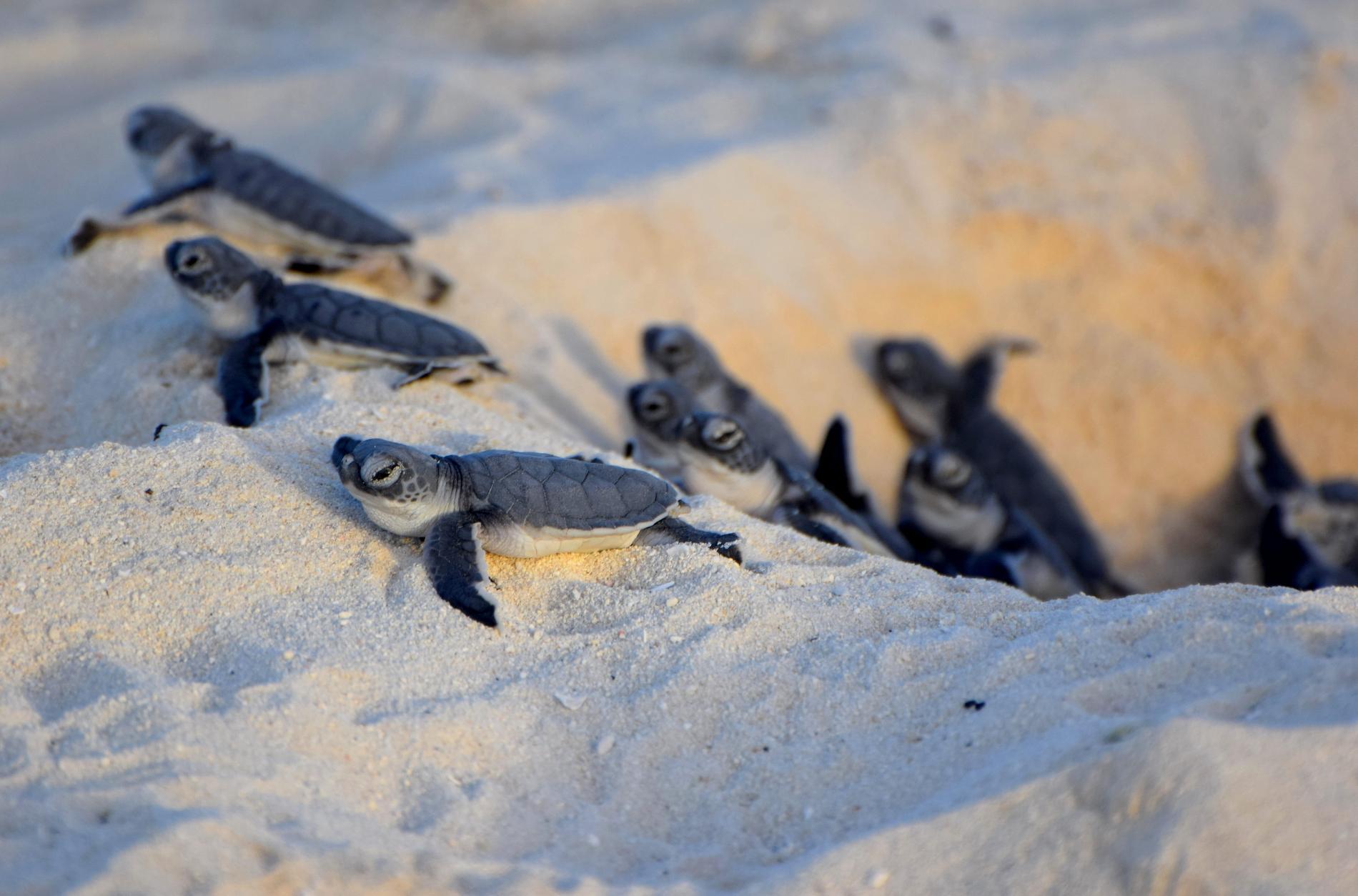 Émergence de jeunes tortues marines à Europa © Florent Bignon - TAAF