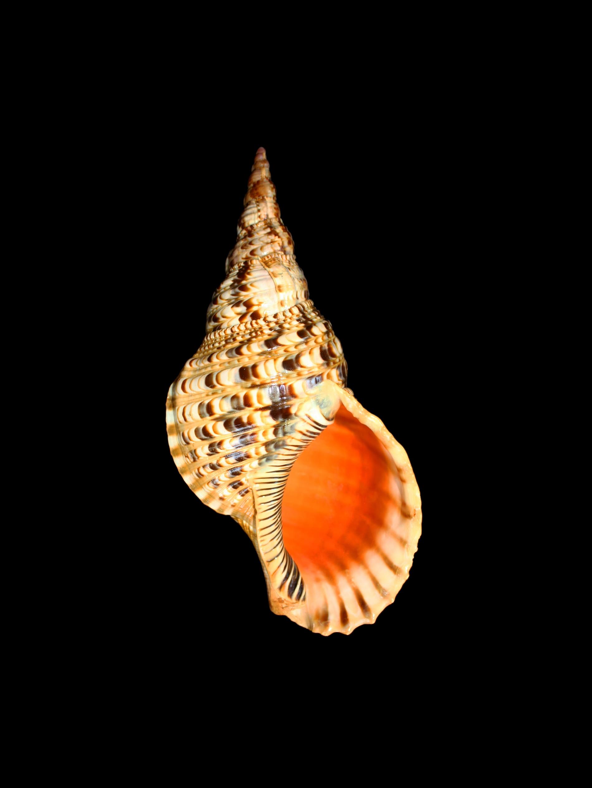 Coquille de *Charonia tritonis* © Antano - Wikimedia Commons