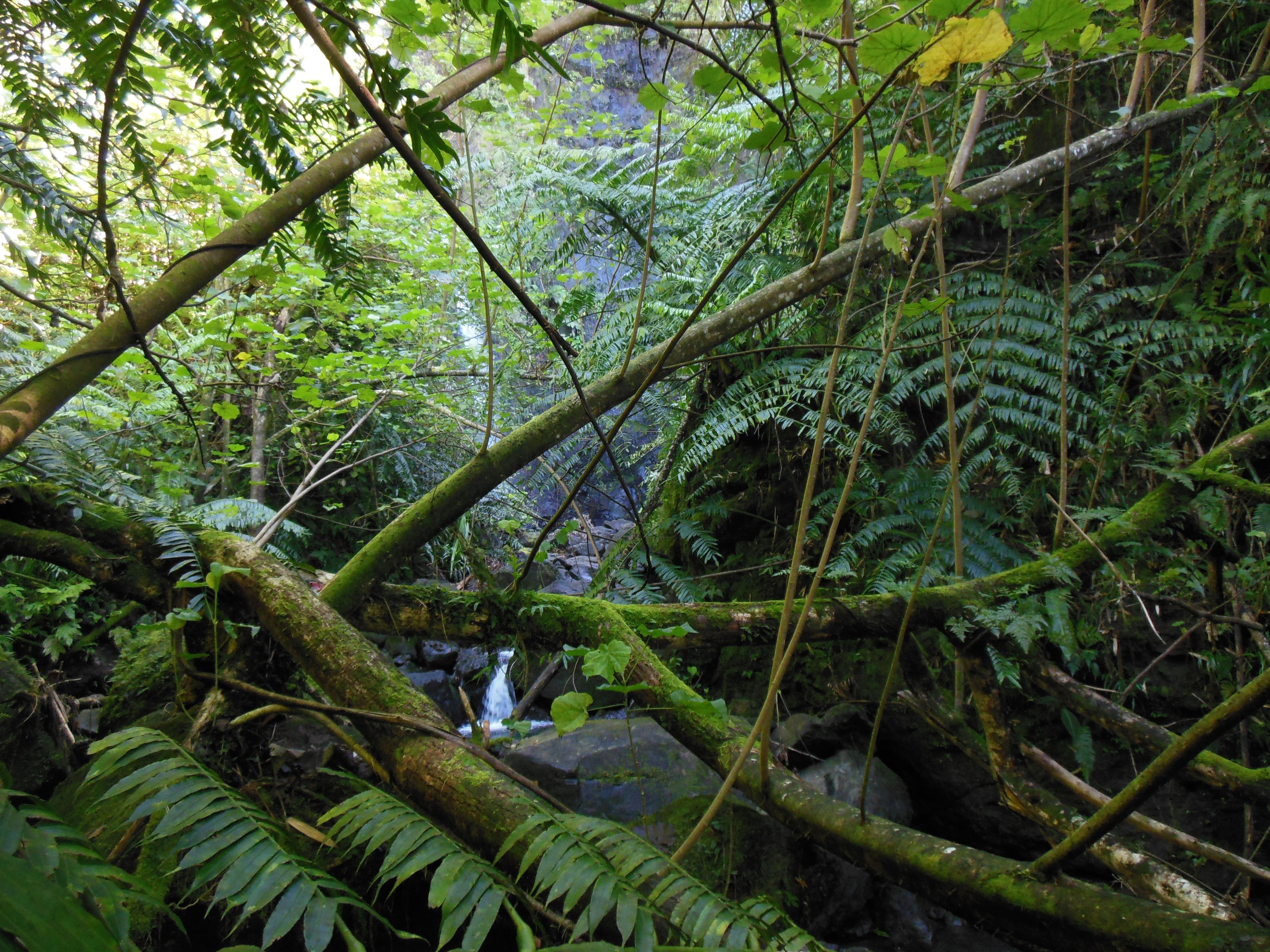 Forêt de Raiatea, Société © Céline Soyer