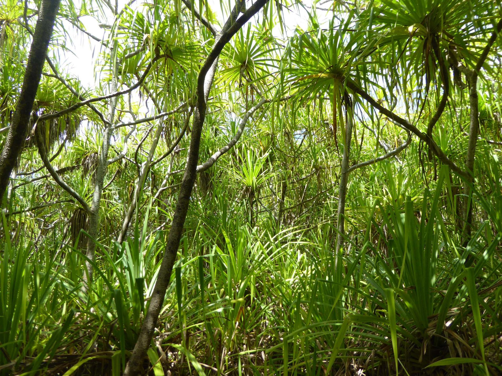 Forêt à *Pandanus tectorius* sur l'atoll Morane (Tuamotu) © Jean-Yves H. Meyer - Délégation à la Recherche de la Polynésie française