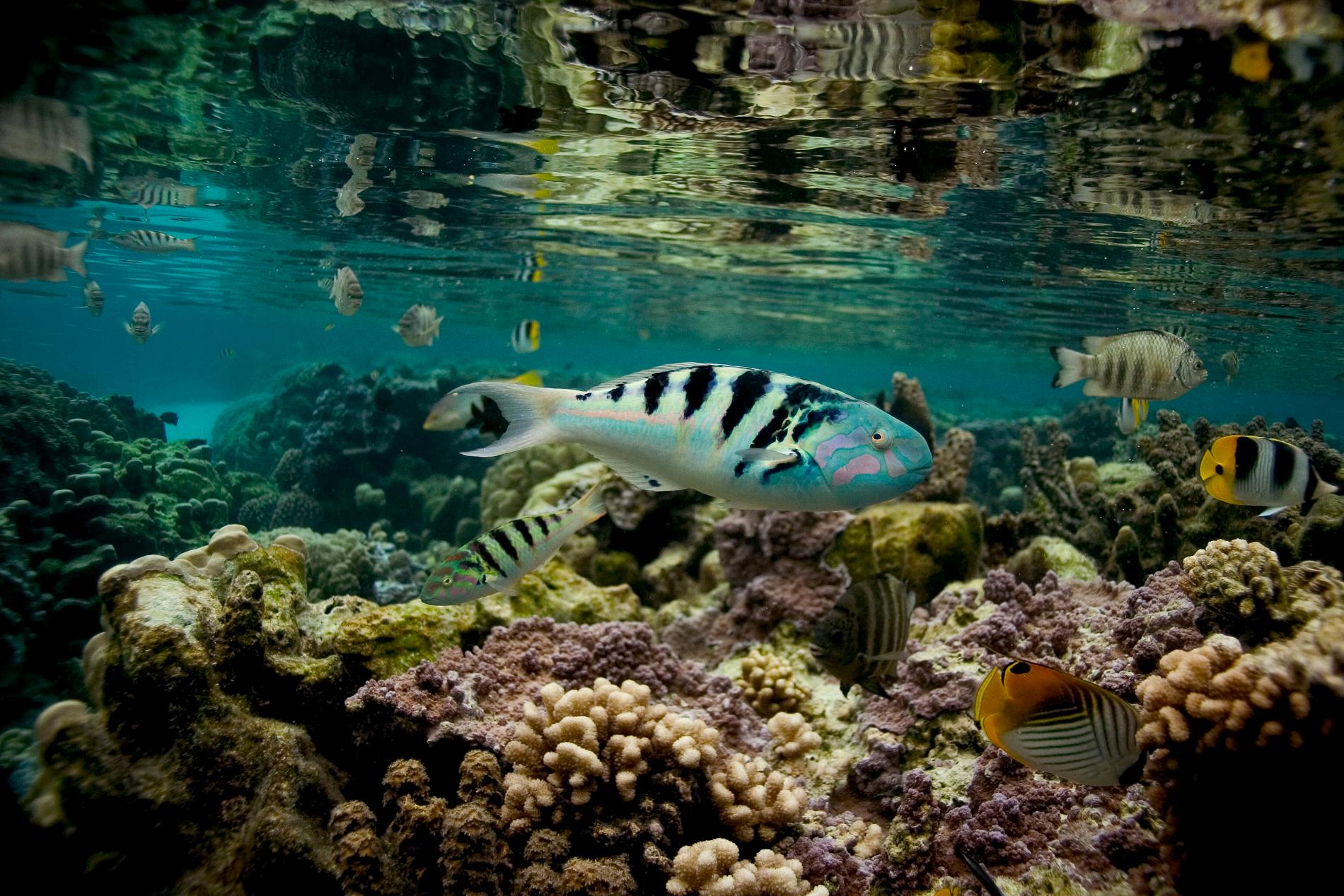 Récifs de Taha'a, archipel de la Société © Pamela Carzon - 97px