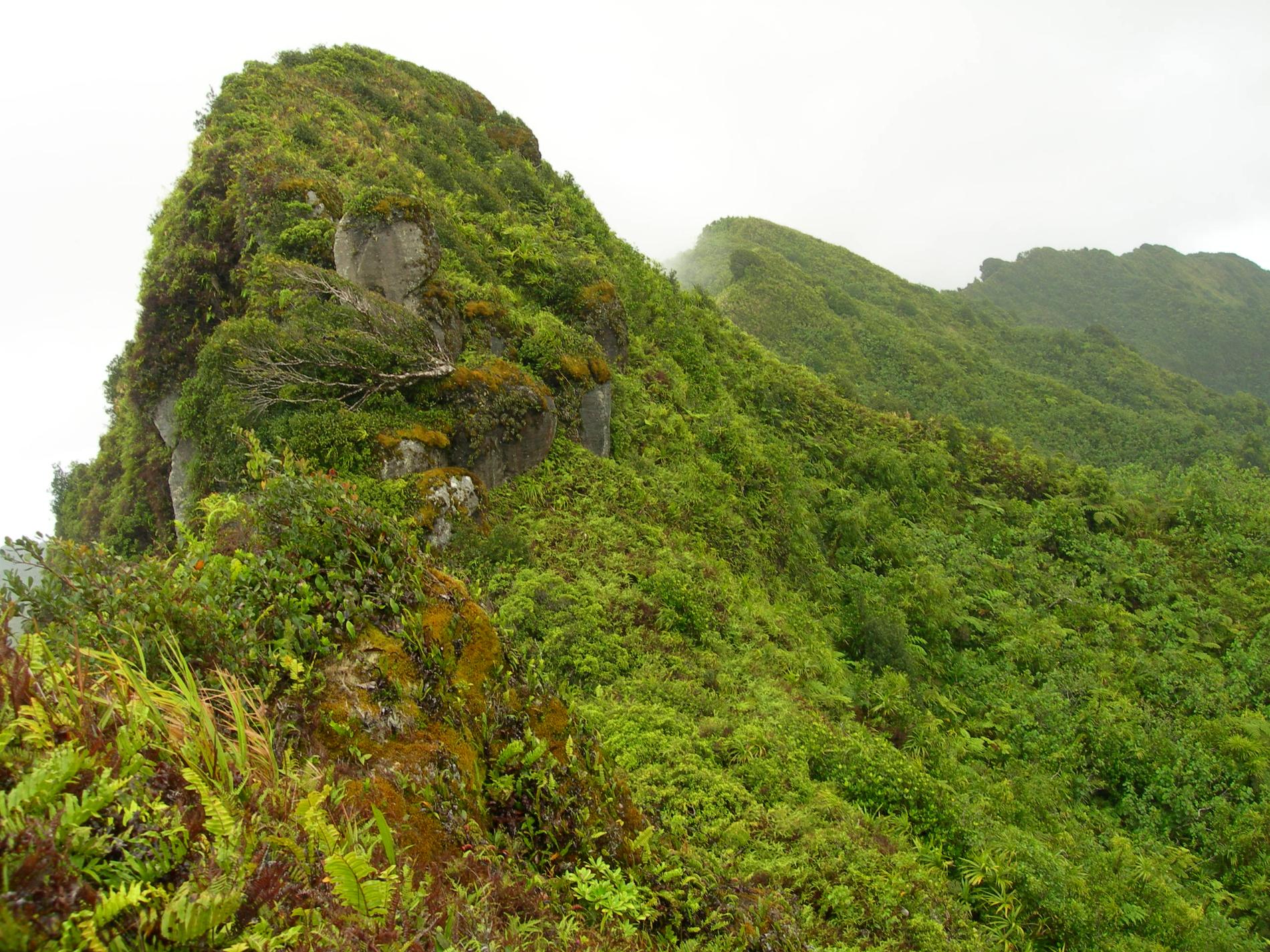 Végétation subalpine de crêtes à Hiva Oa (Marquises) © Jean-Yves H. Meyer - Délégation à la Recherche de la Polynésie française