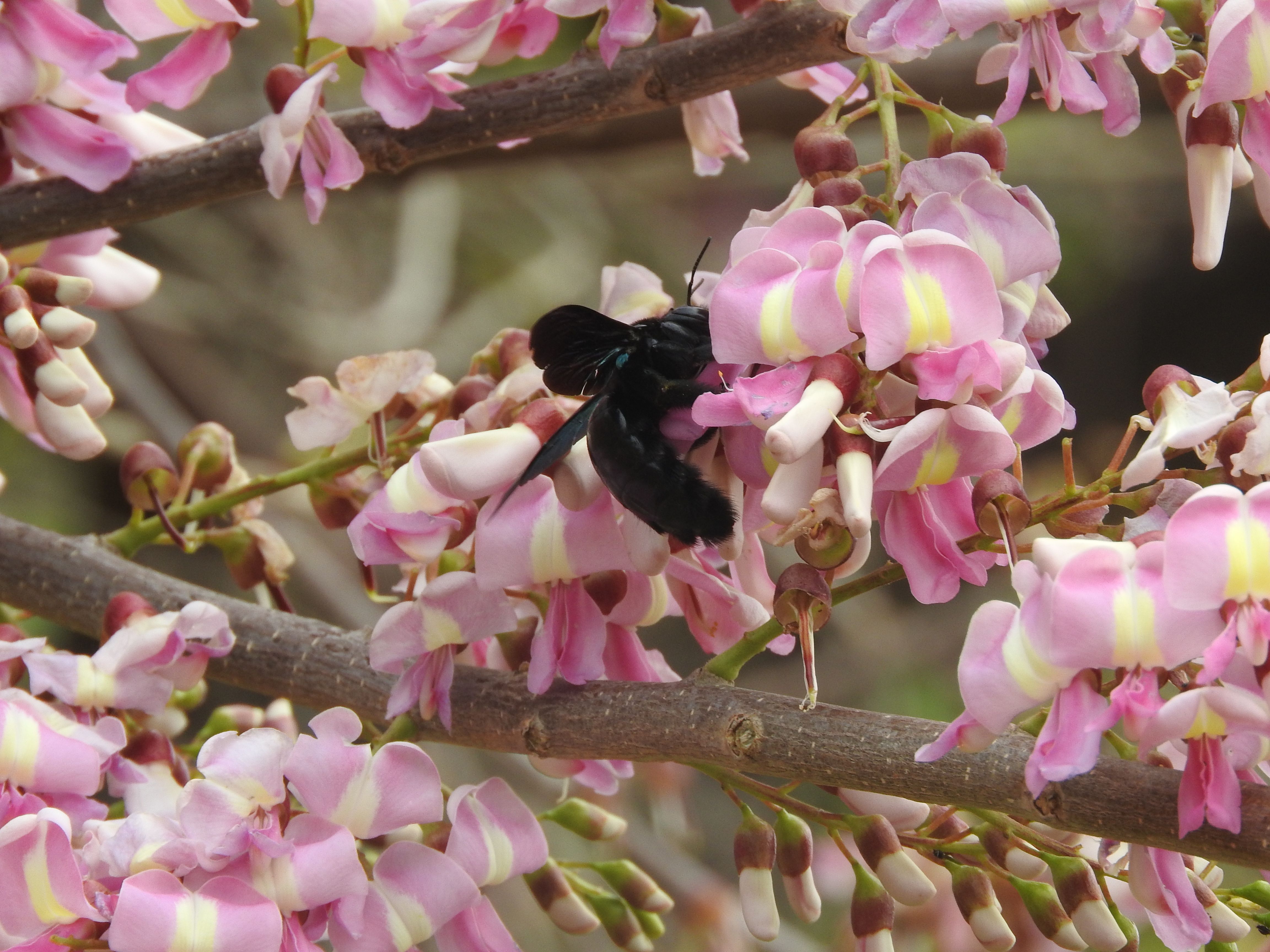 Vonvon (*Xylocopa fimbriata*) butinant des fleurs de Glisérya (*Gliricidia sepium*) © Eddy Dumbardon-Martial