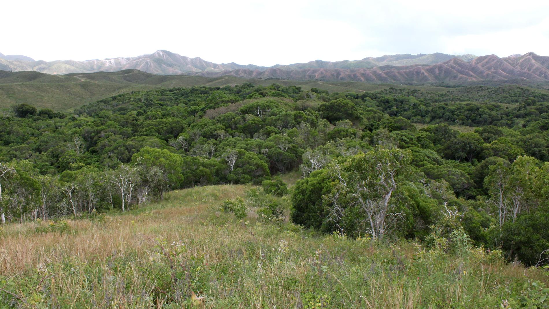 Forêt sèche de Malhec © Conservatoire d'espaces naturels de Nouvelle-Calédonie